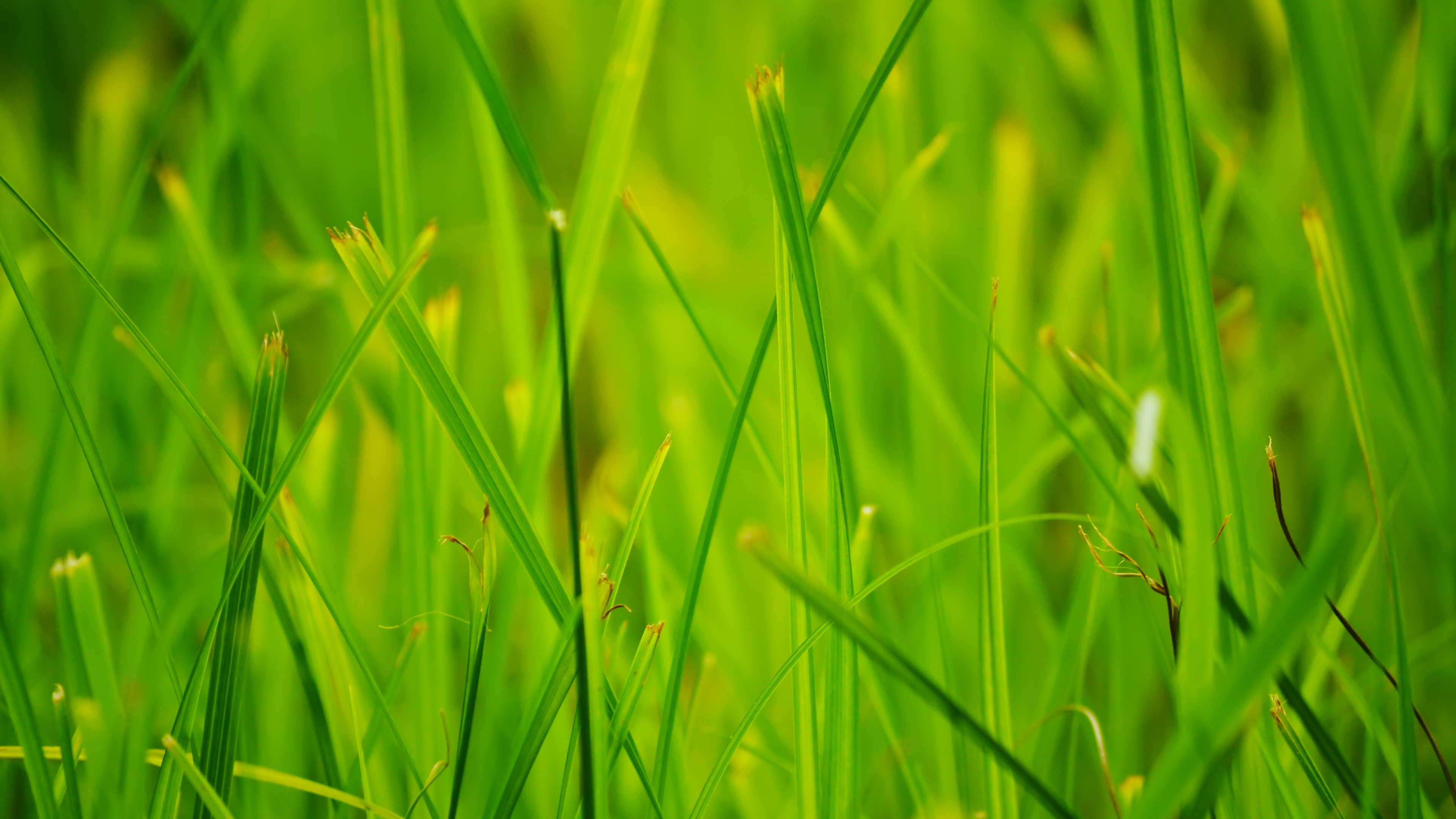 Обои газон, зеленый, растительность, семейство травы, урожай в разрешении 3840x2160