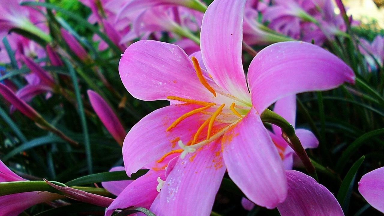 Обои Лилия, цветковое растение, лепесток, розовый, растение в разрешении 1280x720