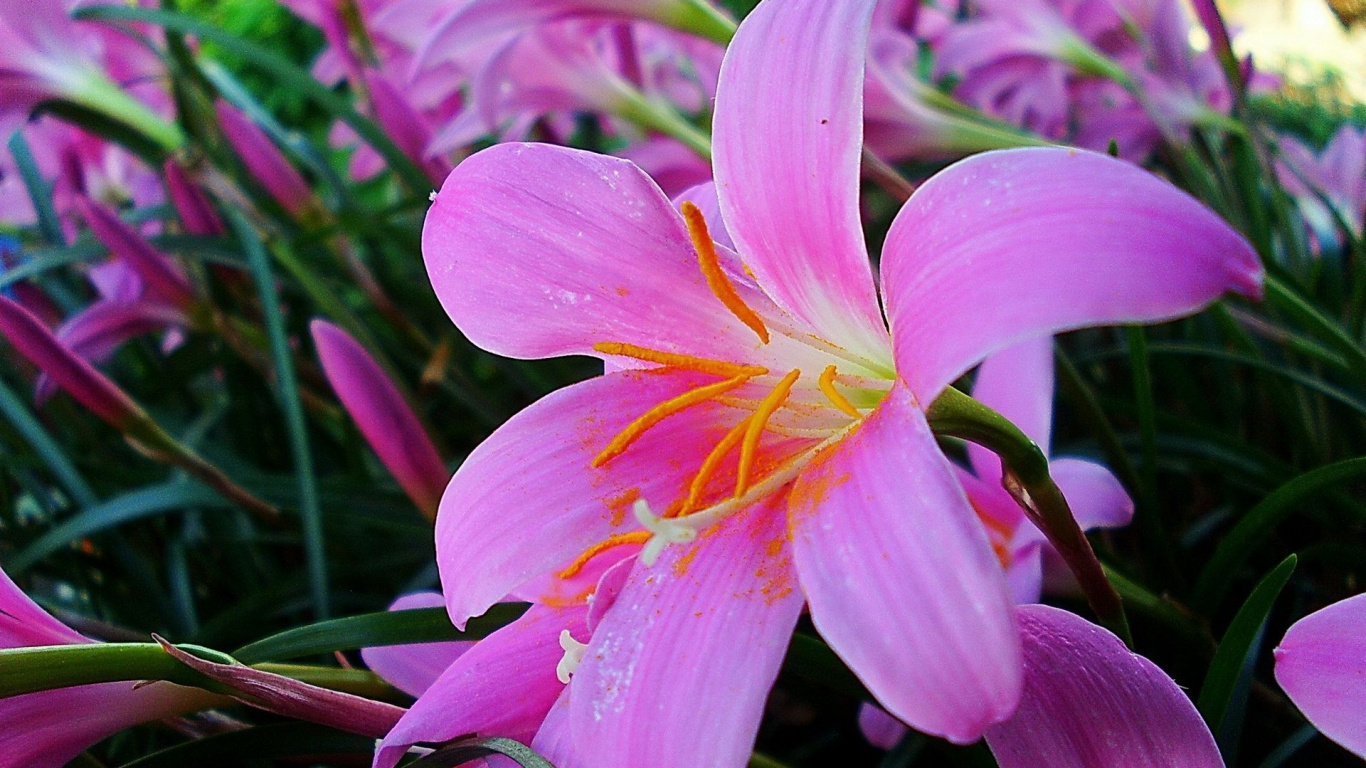 Обои Лилия, цветковое растение, лепесток, розовый, растение в разрешении 1366x768