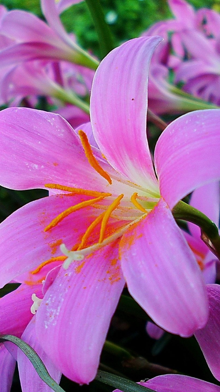 Обои Лилия, цветковое растение, лепесток, розовый, растение в разрешении 750x1334