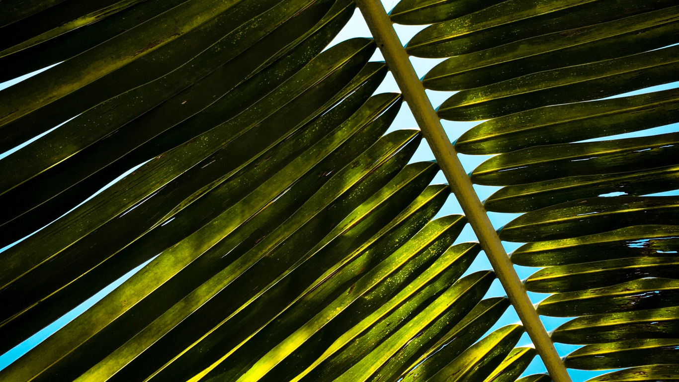 Обои растение, куратор, Пальмоцветные, дерево, наземное растение в разрешении 1366x768