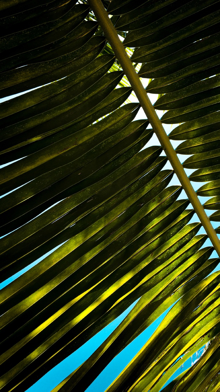 Обои растение, куратор, Пальмоцветные, дерево, наземное растение в разрешении 720x1280