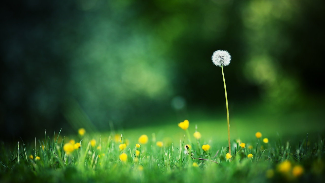 Обои одуванчик, зеленый, вода, полевой цветок, влага в разрешении 1280x720