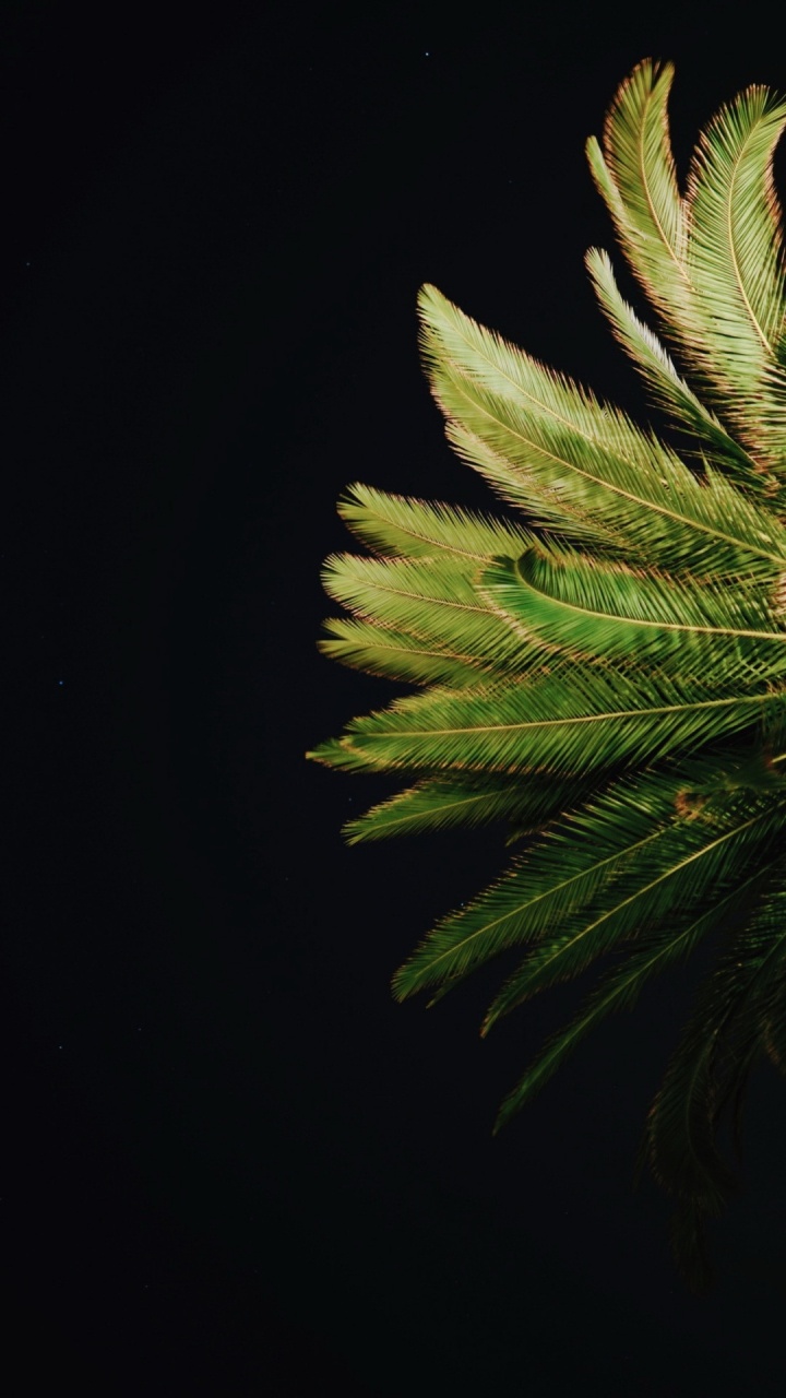 Обои лист, лечение зубов, лиственница, наземное растение, прут в разрешении 720x1280