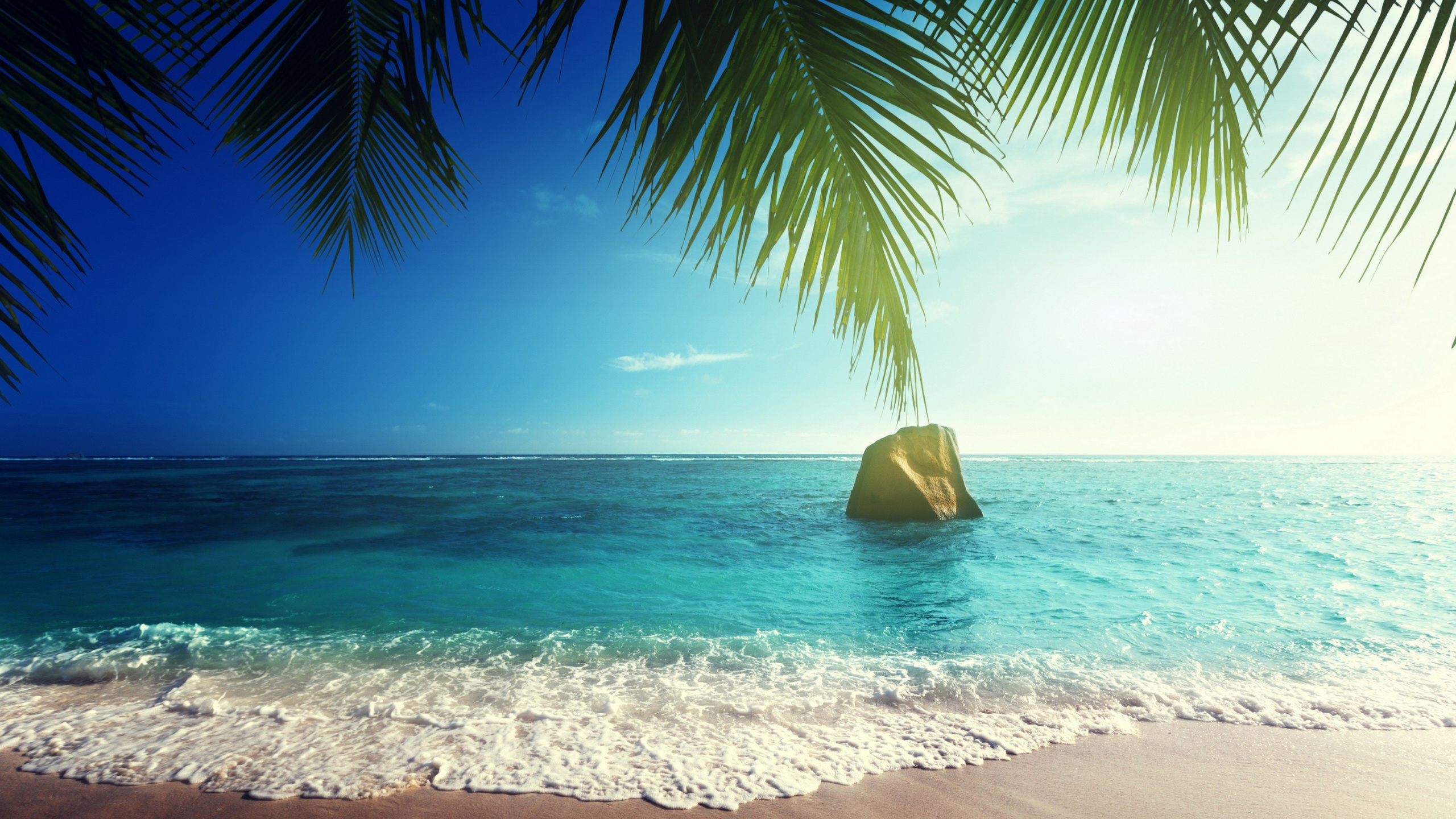 Обои пляж, тропическая зона, море, океан, Пальма в разрешении 2560x1440