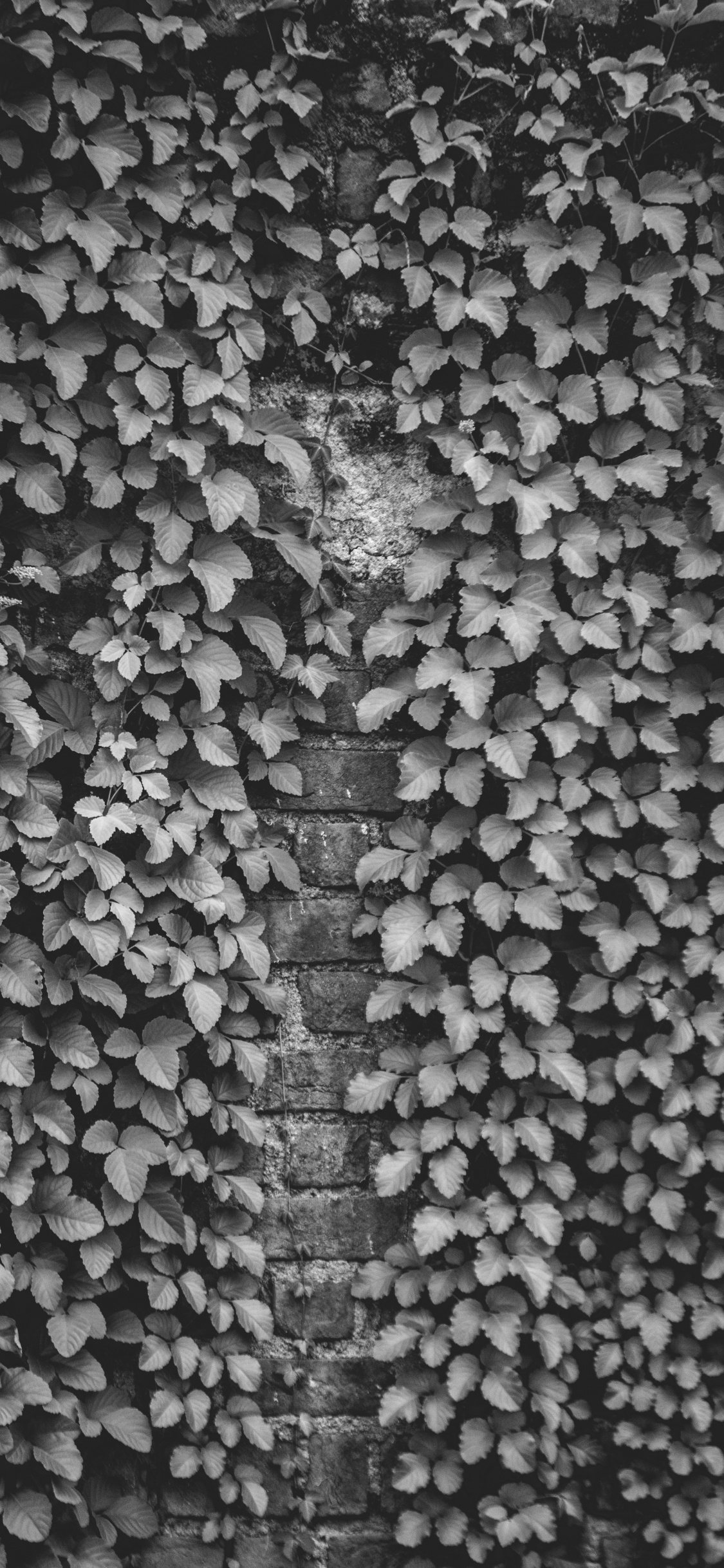 Обои черный и белый, дизайн, стена, узор, монохромный в разрешении 1125x2436