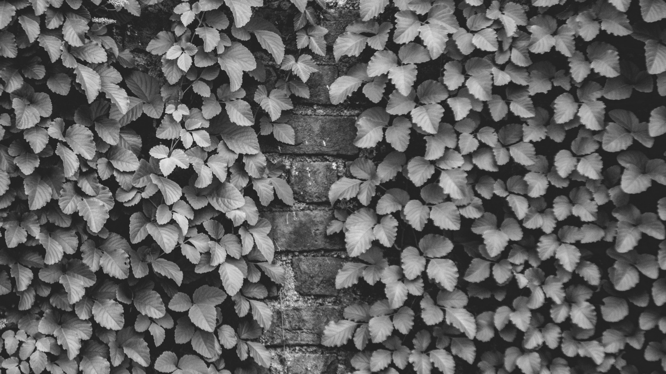 Обои черный и белый, дизайн, стена, узор, монохромный в разрешении 1366x768