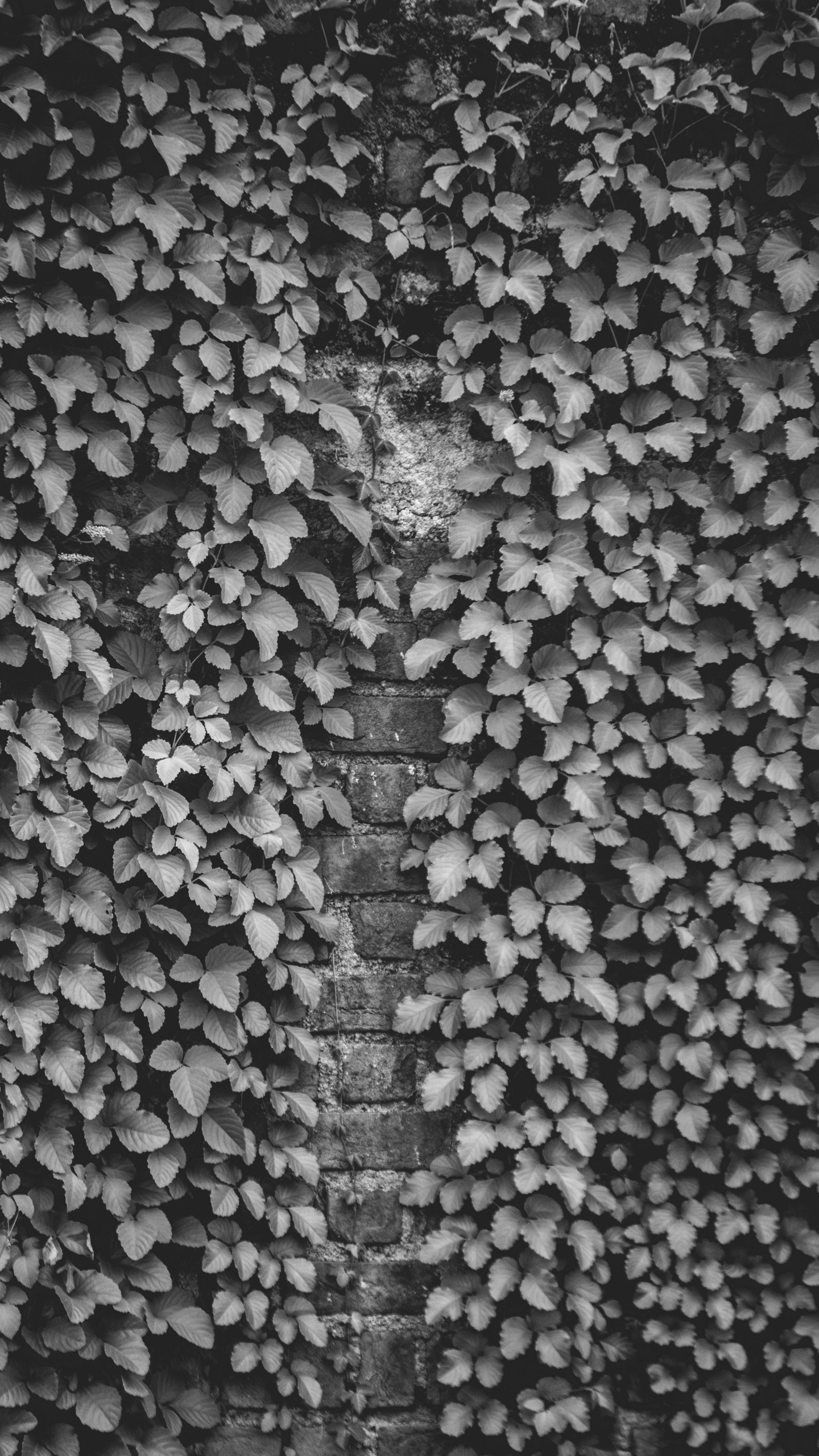 Обои черный и белый, дизайн, стена, узор, монохромный в разрешении 1440x2560