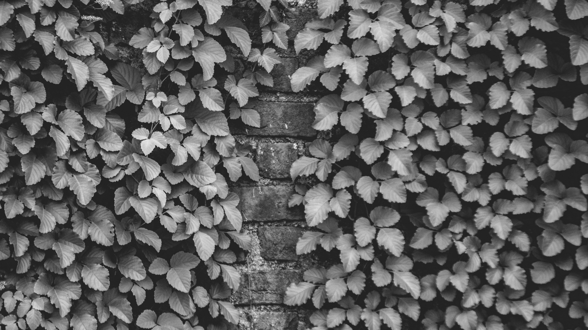 Обои черный и белый, дизайн, стена, узор, монохромный в разрешении 1920x1080