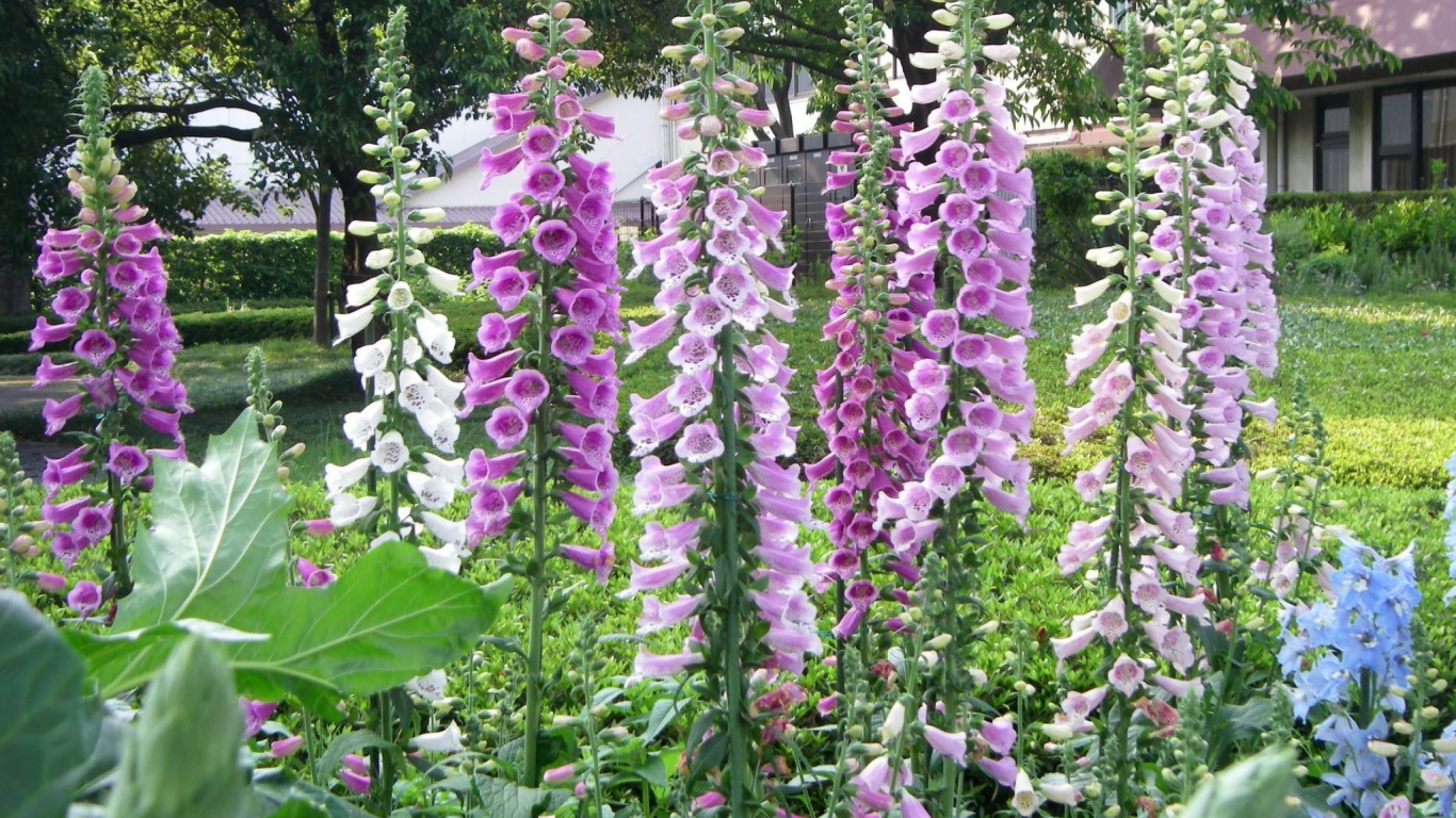 Обои цветковое растение, Люпин, однолетнее растение, красный, цветущее растение в разрешении 1366x768