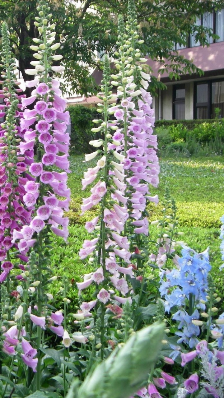 Обои цветковое растение, Люпин, однолетнее растение, красный, цветущее растение в разрешении 720x1280