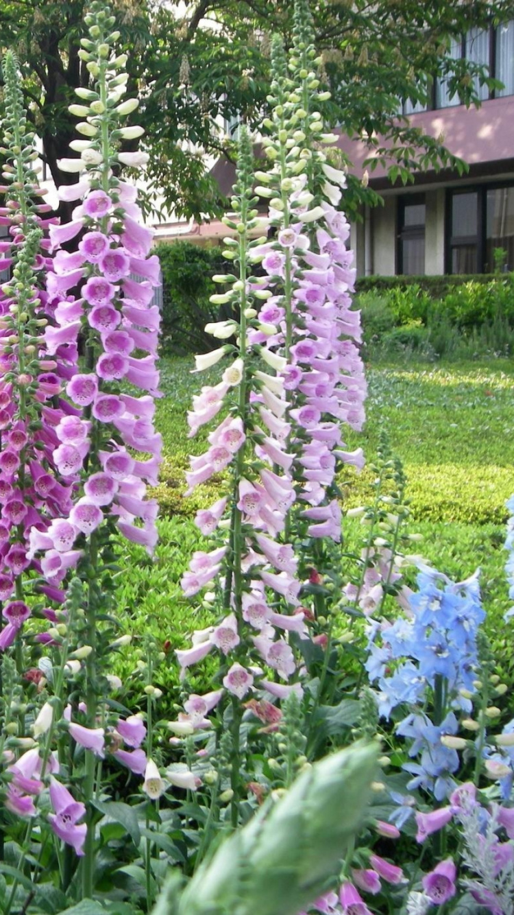 Обои цветковое растение, Люпин, однолетнее растение, красный, цветущее растение в разрешении 750x1334