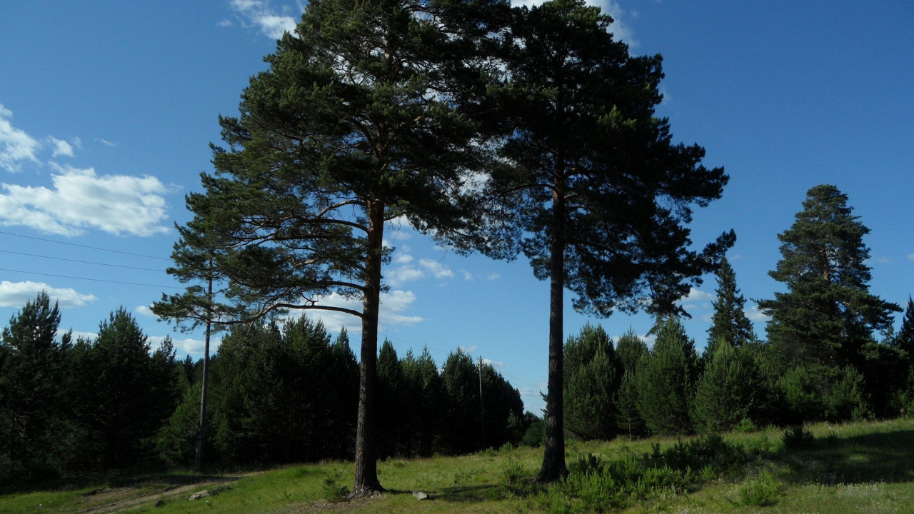 Обои дерево, древесные растения, заповедник, природный заповедник, растительность в разрешении 1280x720