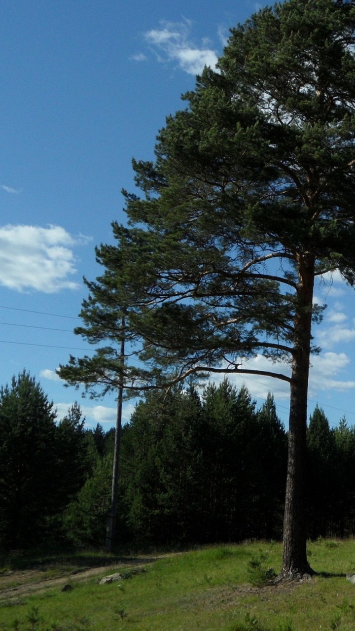Обои дерево, древесные растения, заповедник, природный заповедник, растительность в разрешении 720x1280