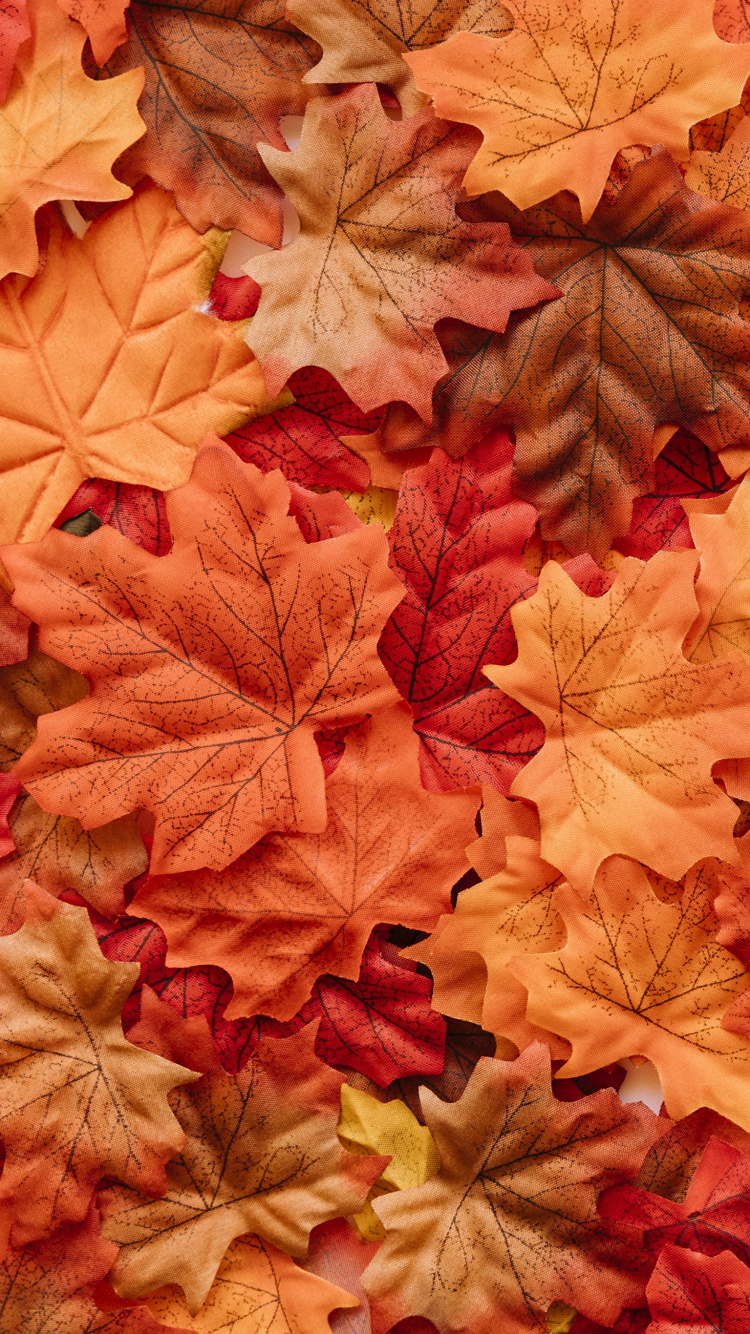 Обои лист, клен, дерево, кленовый лист, осень в разрешении 750x1334