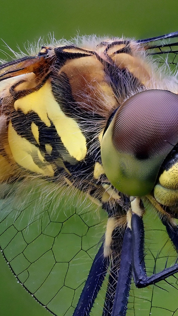 Обои насекомое, опылитель, членистоногое, стрекозы и бабочки, крыло в разрешении 720x1280