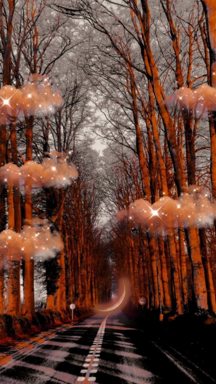 Обои зима, дерево, древесина, уличный фонарь, растение в разрешении 720x1280