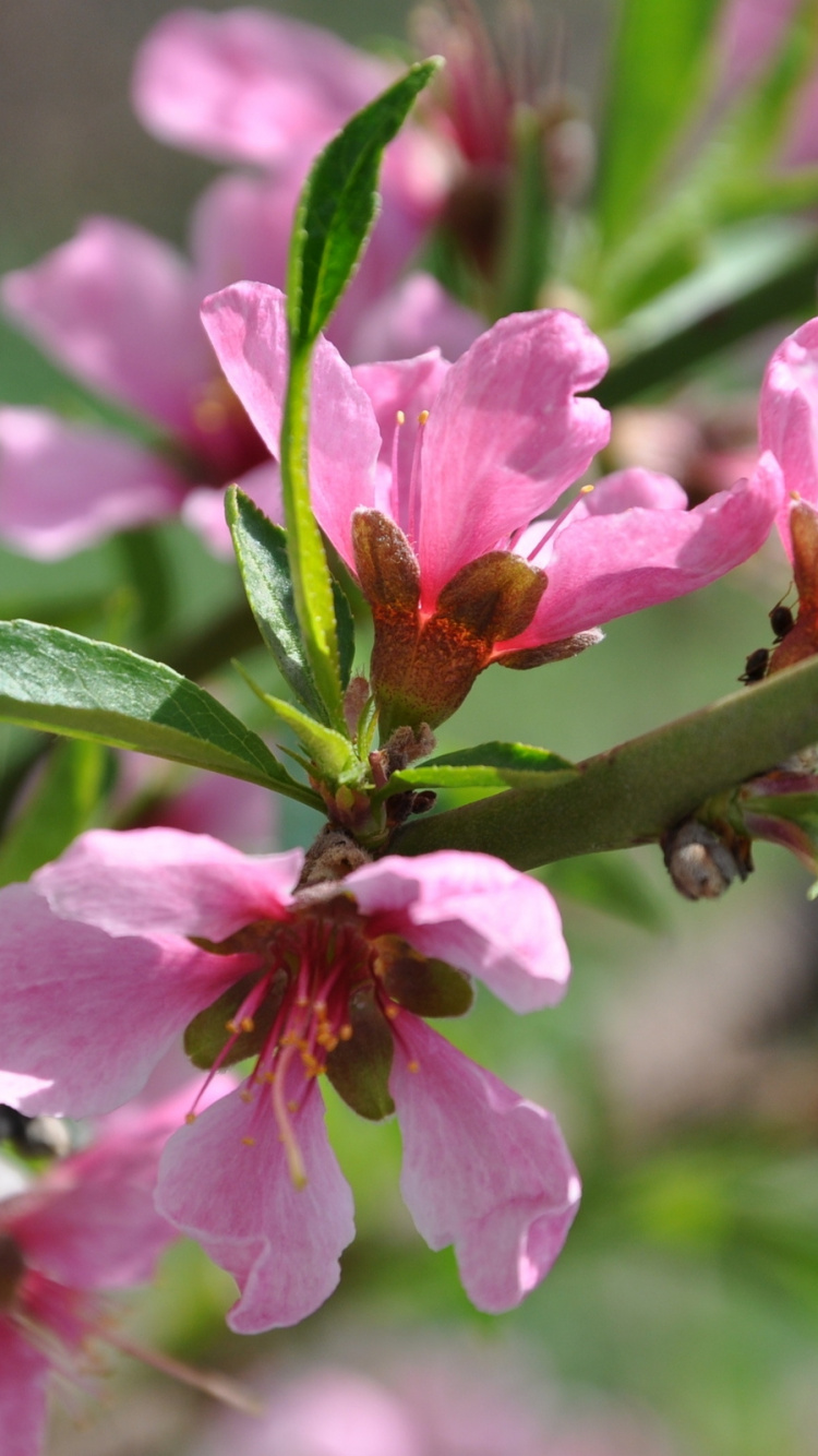 Обои растение, весна, расцвет, melastome семьи, цветение в разрешении 750x1334