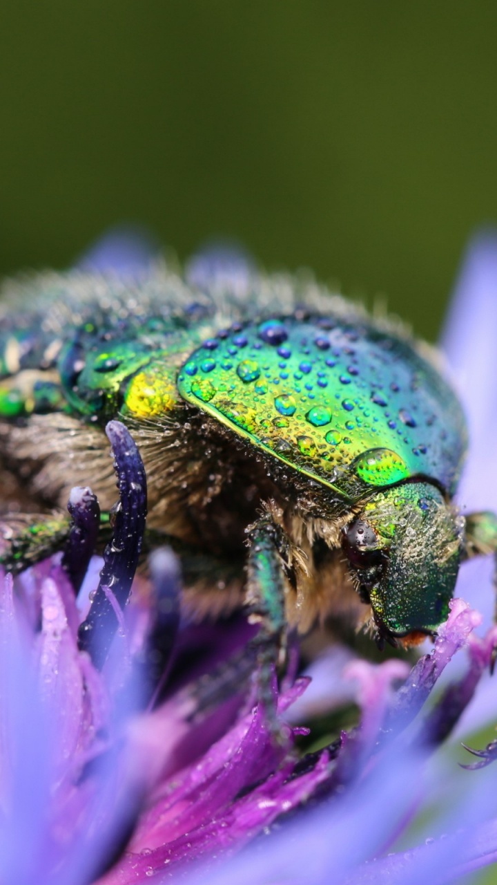Обои цветок, беспозвоночных, насекомое, членистоногое, пурпур в разрешении 720x1280