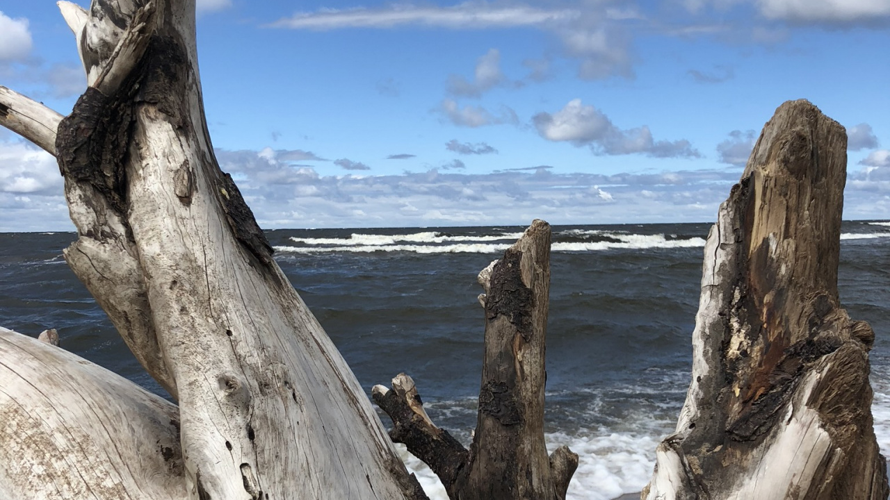 Обои плавник, наука, биология, древесина, облако в разрешении 1280x720