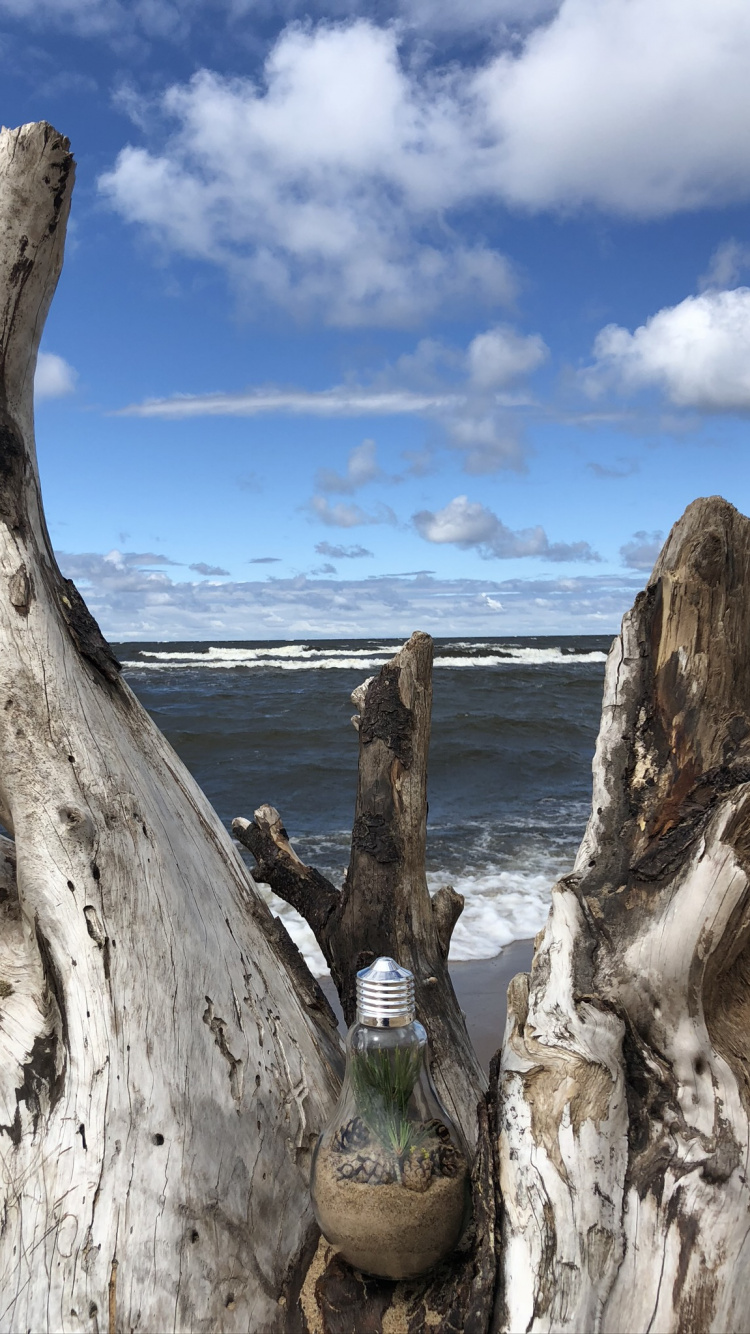 Обои плавник, наука, биология, древесина, облако в разрешении 750x1334