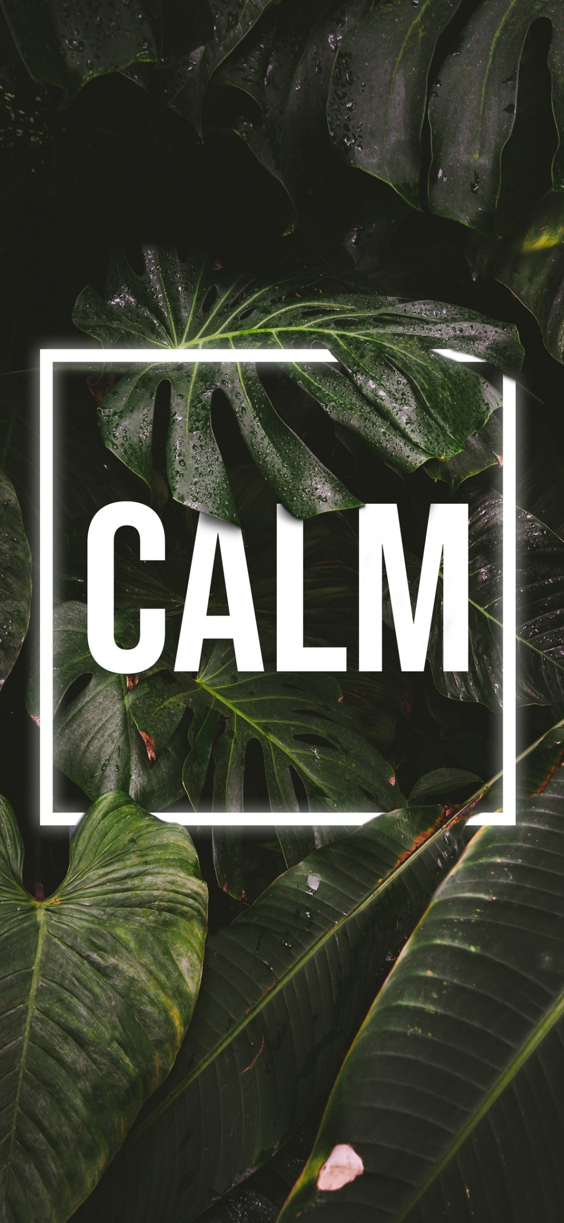 Обои природа, призрак цусимы, сабреддит, растение, лист в разрешении 1125x2436