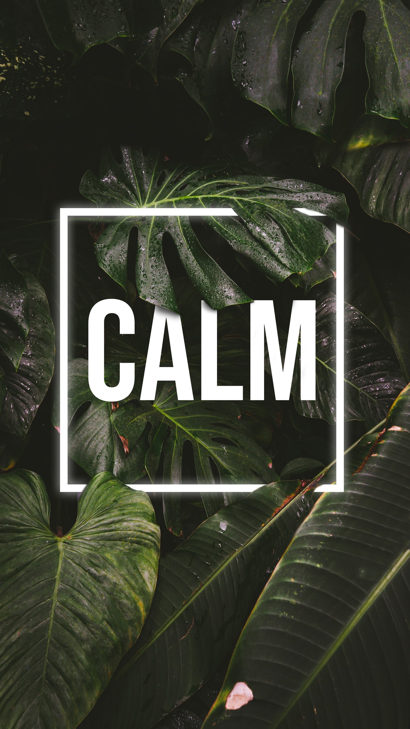 Обои природа, призрак цусимы, сабреддит, растение, лист в разрешении 1440x2560