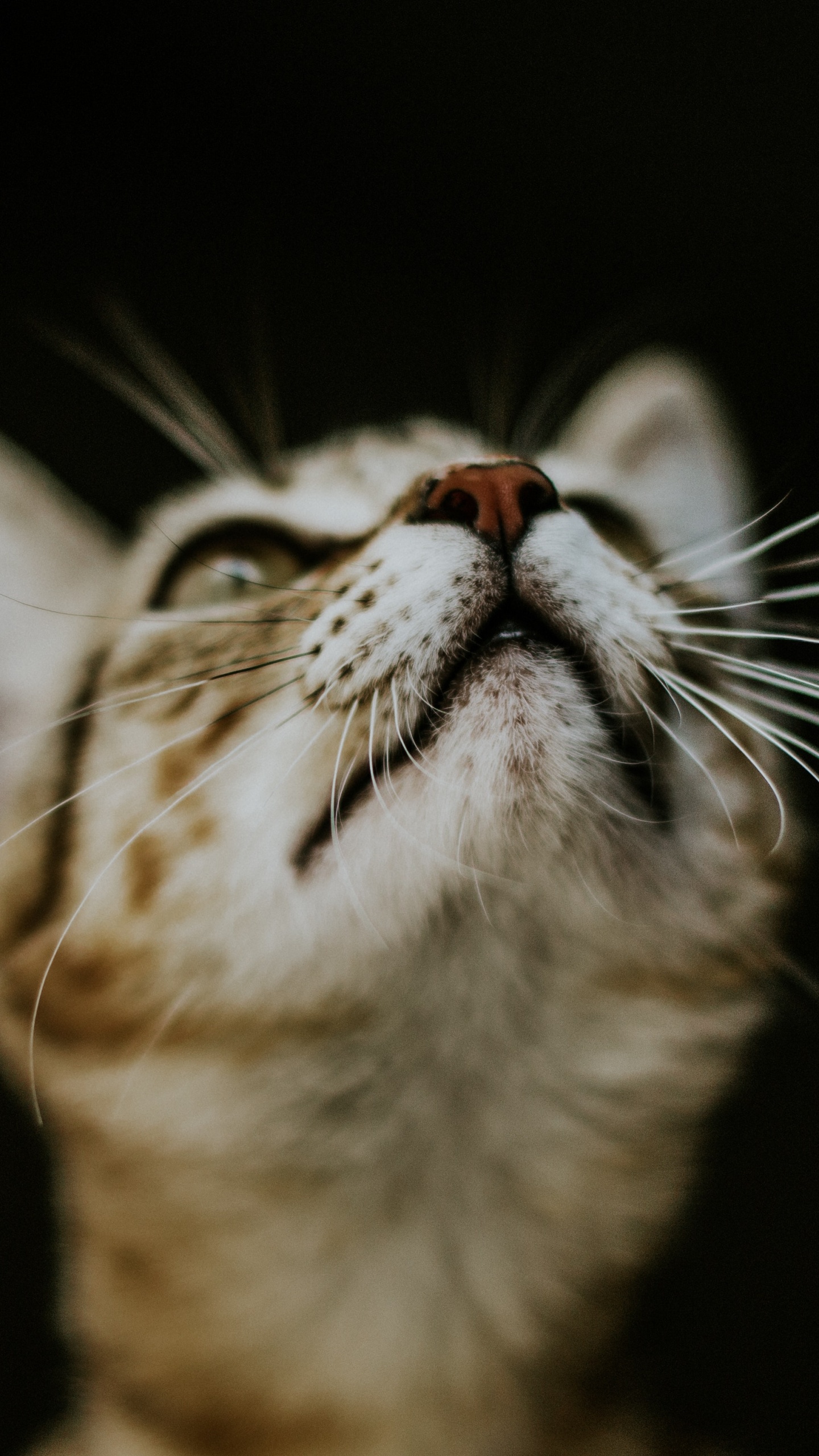 Обои кот, бакенбарды, кошачьих, мимика, нос в разрешении 1440x2560