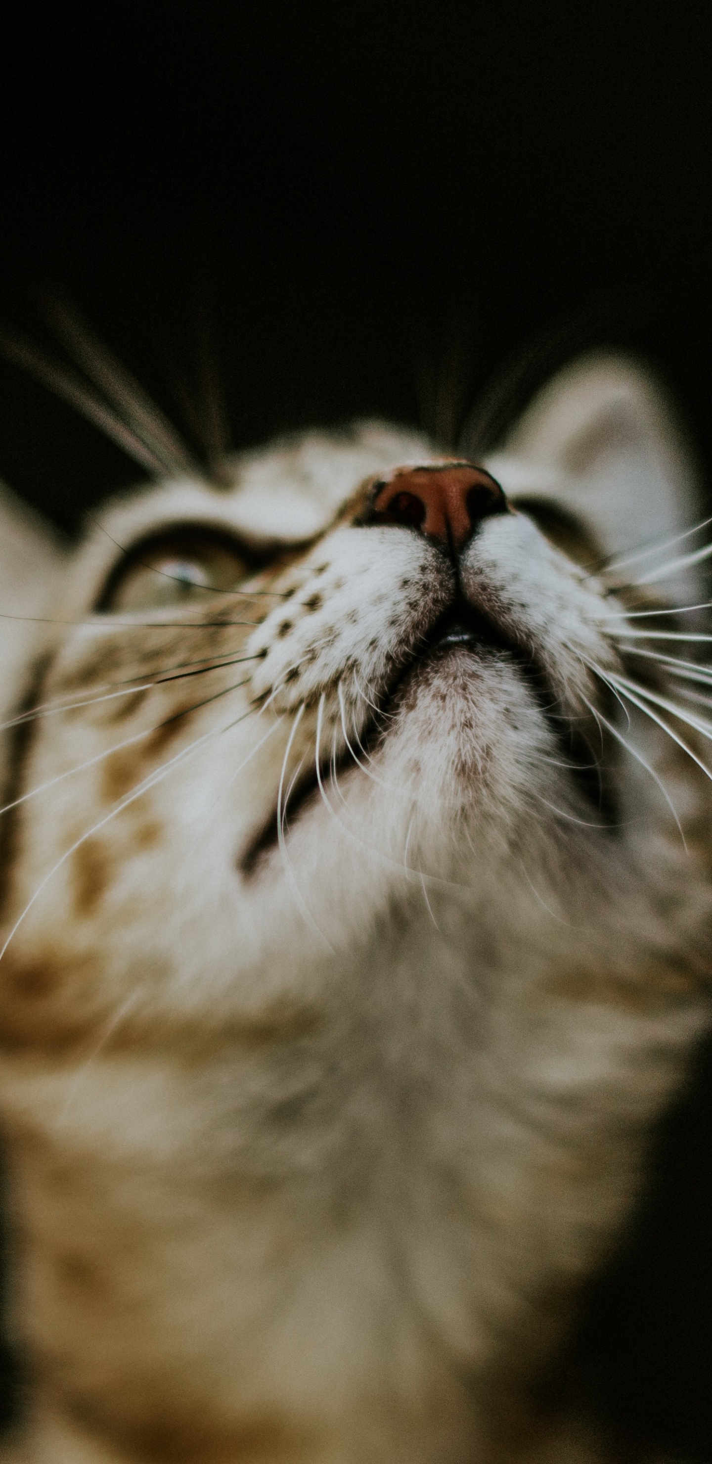 Обои кот, бакенбарды, кошачьих, мимика, нос в разрешении 1440x2960