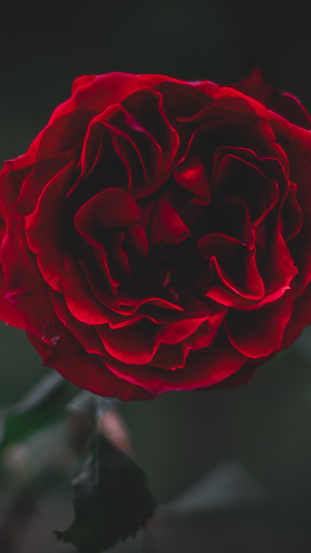 Обои сад роз, красный цвет, цветок, лепесток, Роза в разрешении 1080x1920