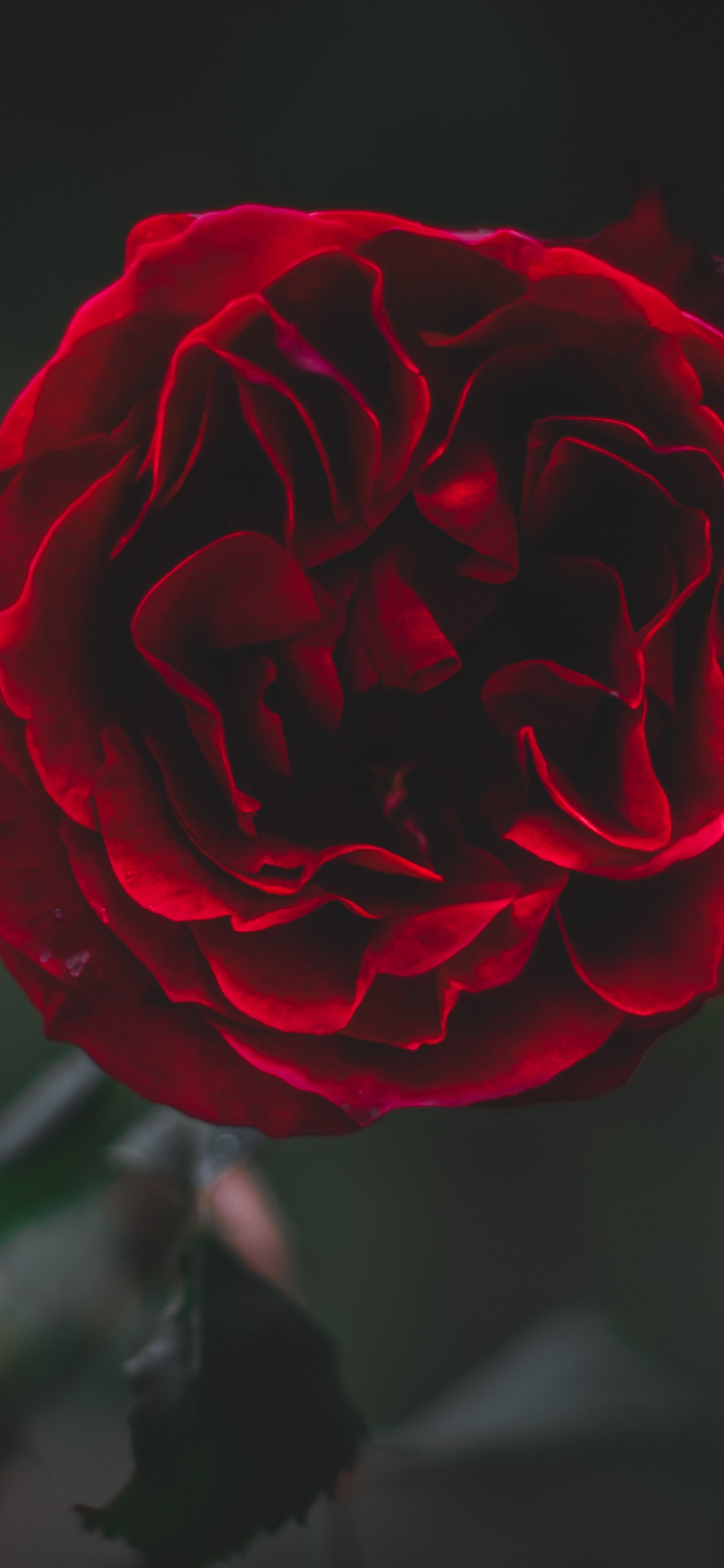 Обои сад роз, красный цвет, цветок, лепесток, Роза в разрешении 1125x2436