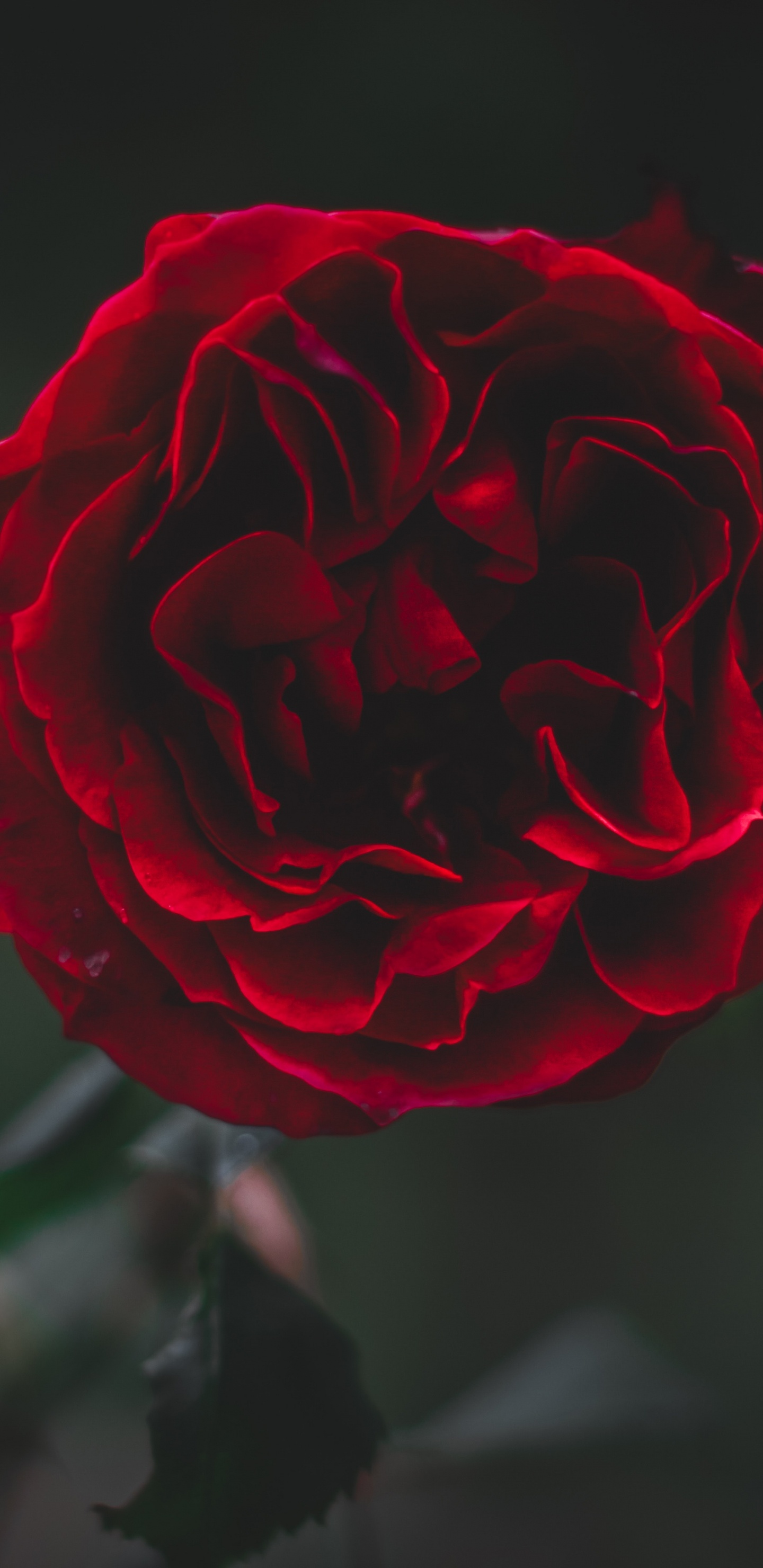 Обои сад роз, красный цвет, цветок, лепесток, Роза в разрешении 1440x2960