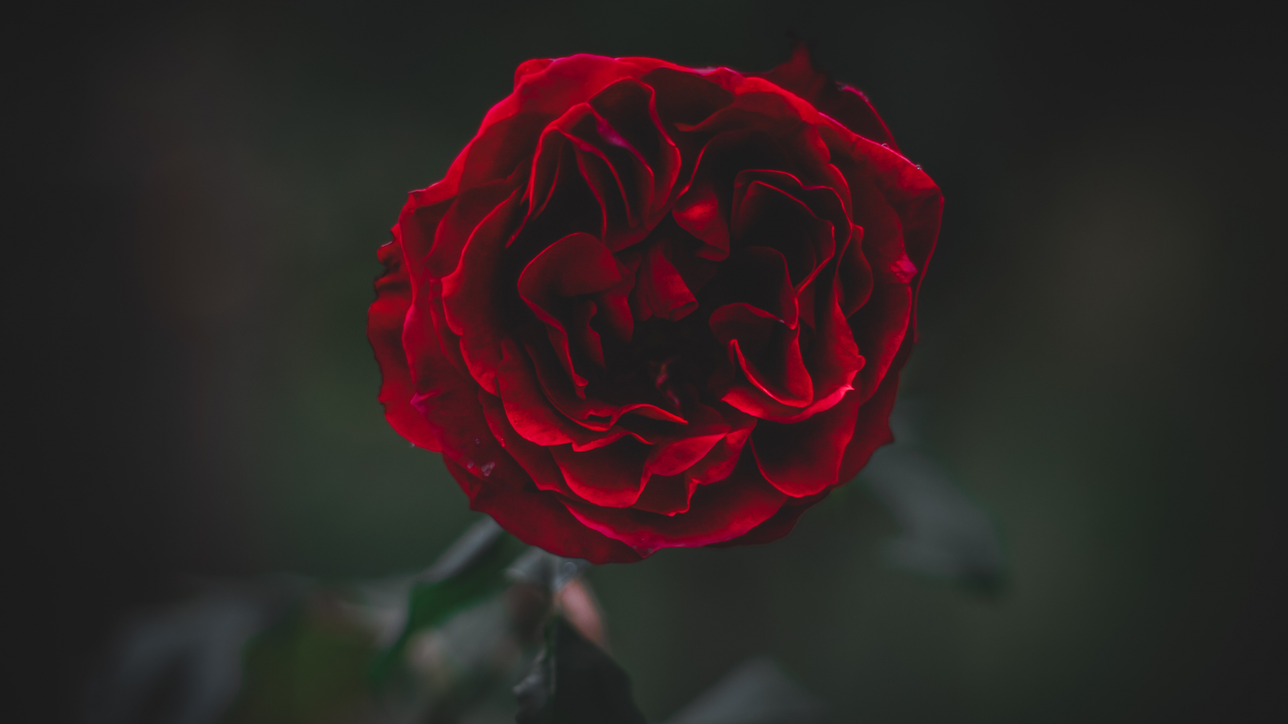 Обои сад роз, красный цвет, цветок, лепесток, Роза в разрешении 2560x1440