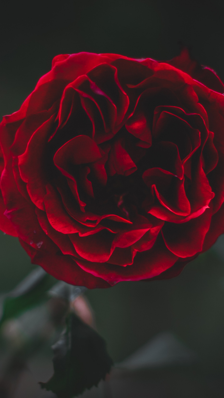 Обои сад роз, красный цвет, цветок, лепесток, Роза в разрешении 750x1334