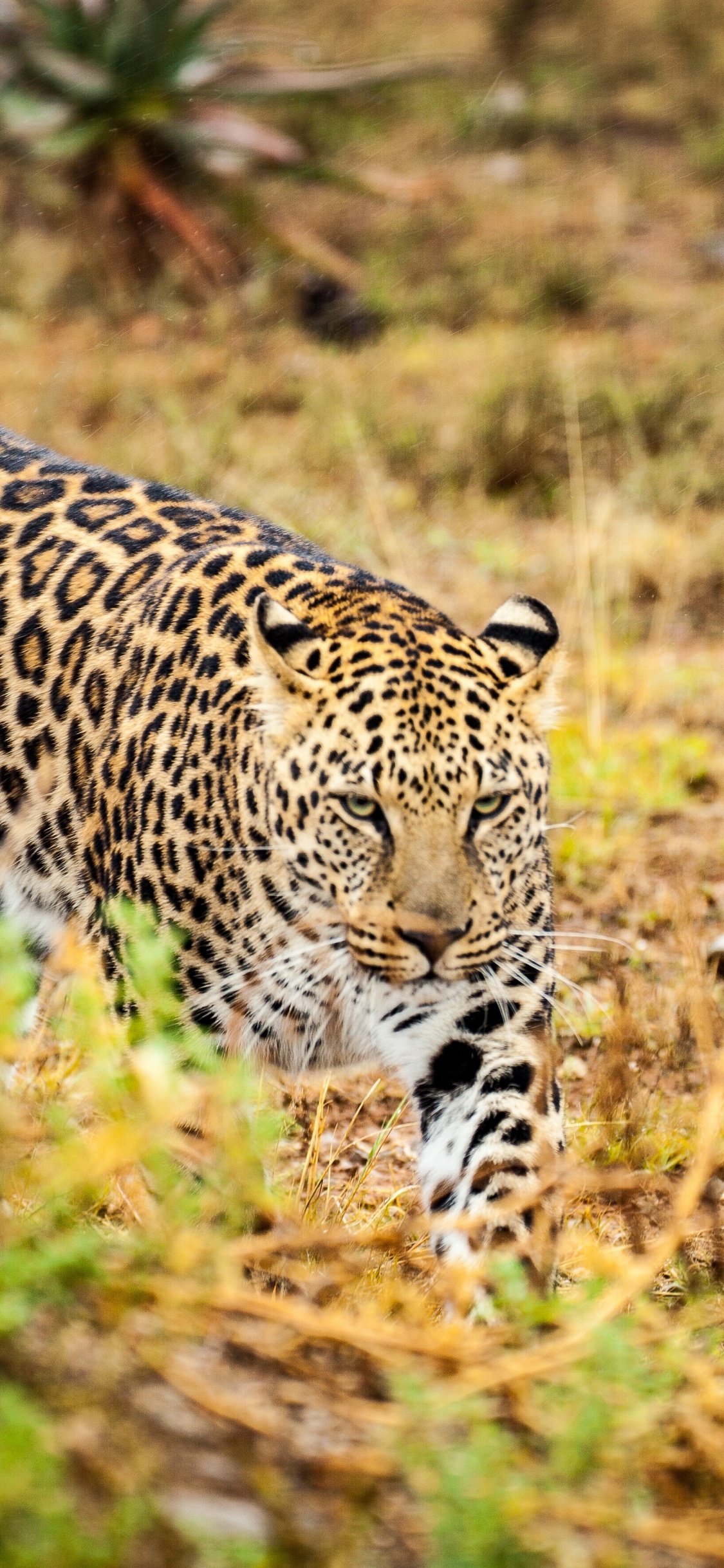 Обои Леопард, кошачьих, Гепард, Ягуар, Лев в разрешении 1125x2436