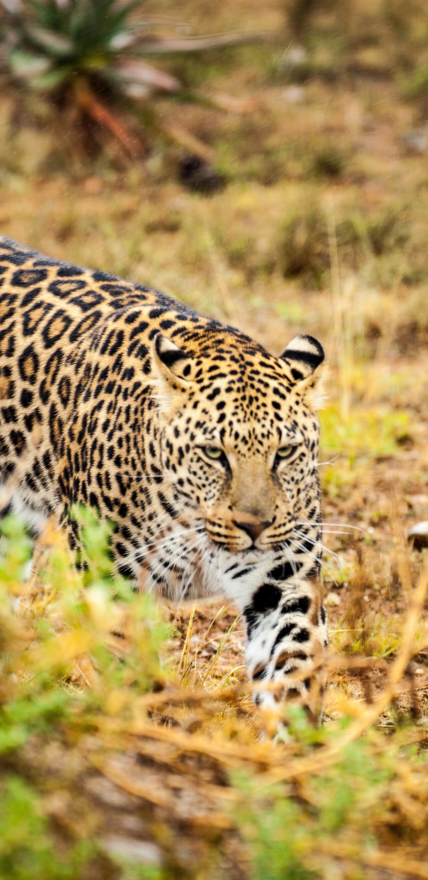 Обои Леопард, кошачьих, Гепард, Ягуар, Лев в разрешении 1440x2960