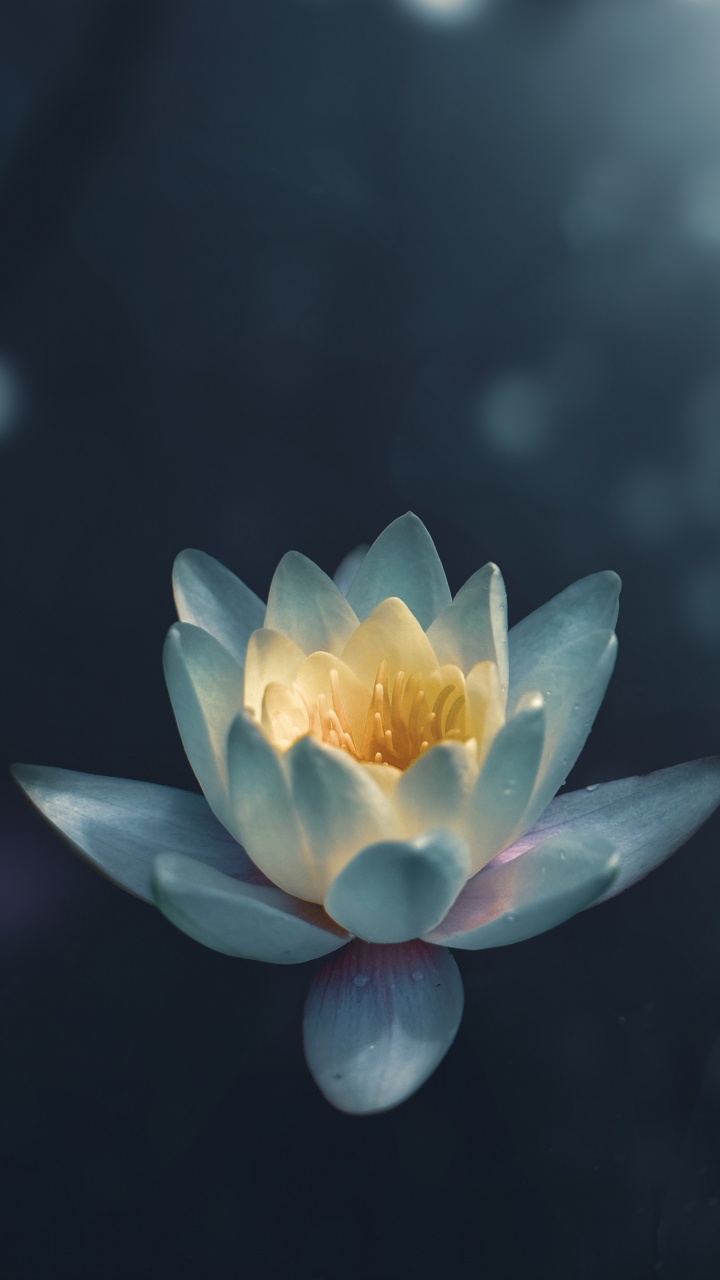 Обои цветок, ароматные белые водяные лилии, священный Лотос, водное растение, Лотос в разрешении 720x1280