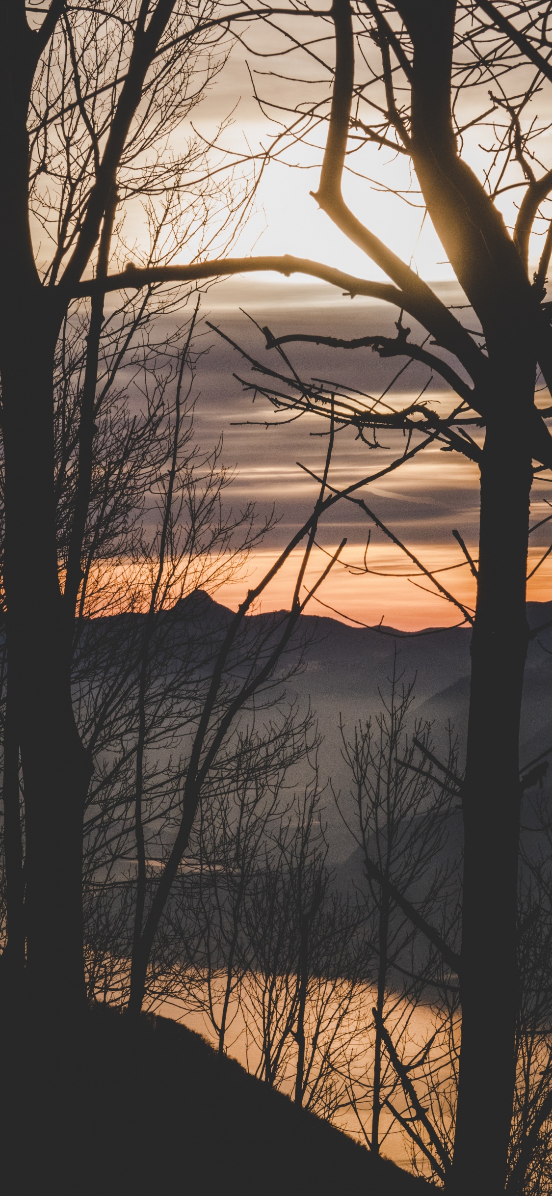 Обои природа, ветвь, закат, дерево, утро в разрешении 1125x2436