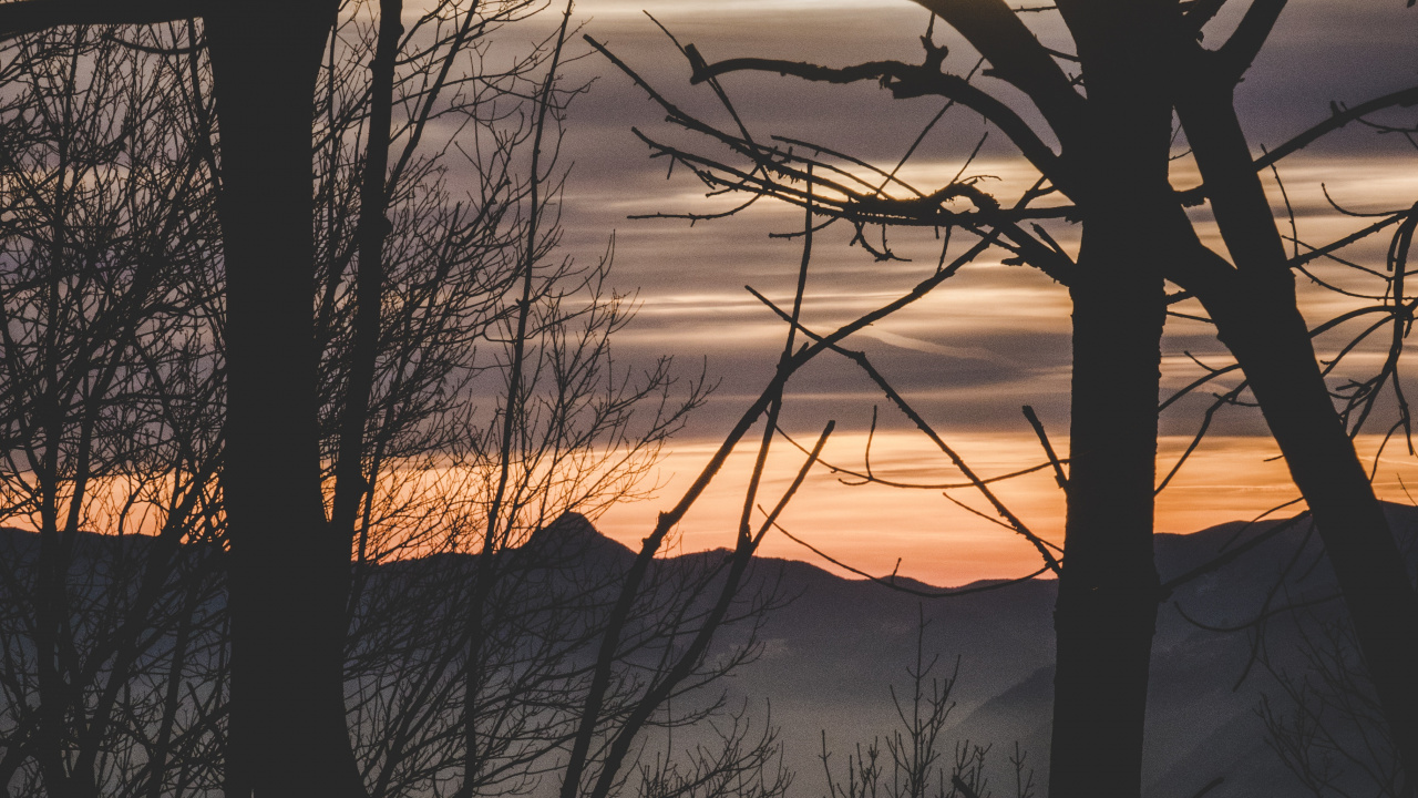 Обои природа, ветвь, закат, дерево, утро в разрешении 1280x720