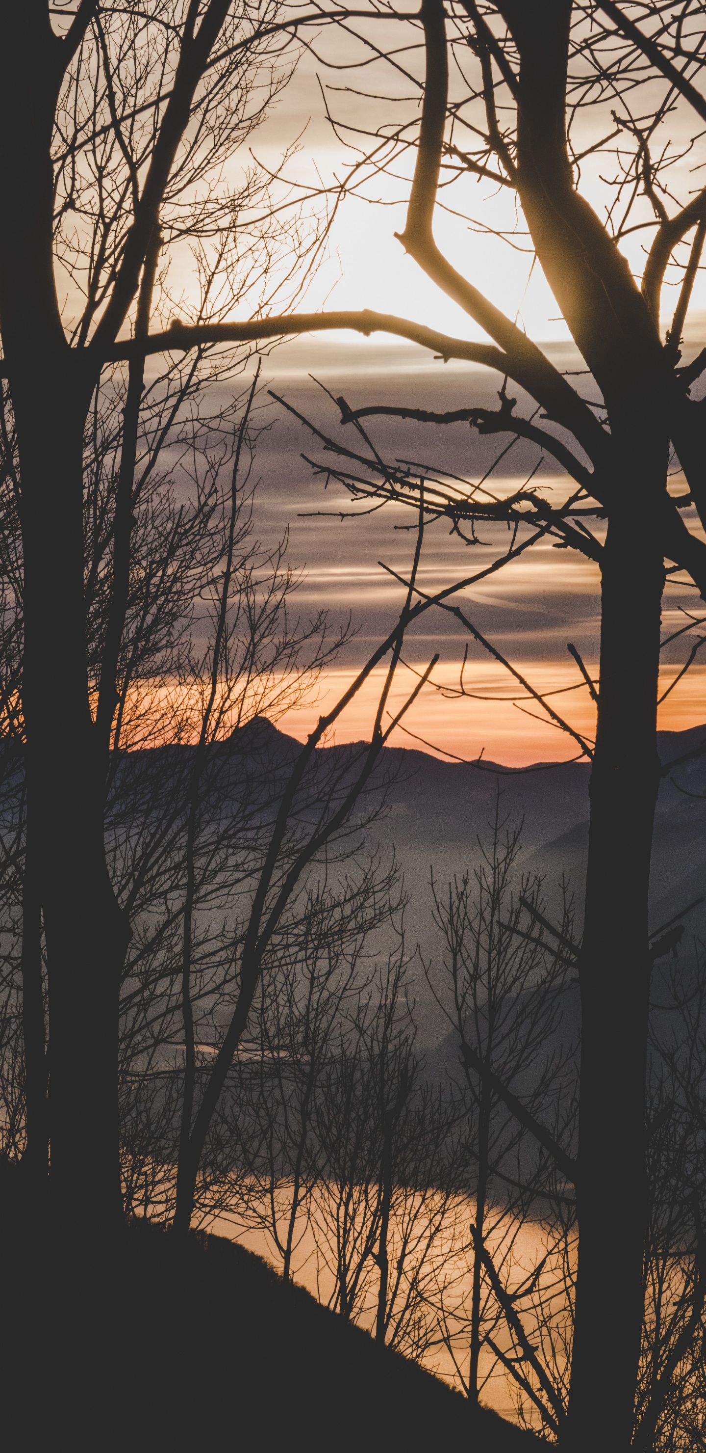 Обои природа, ветвь, закат, дерево, утро в разрешении 1440x2960