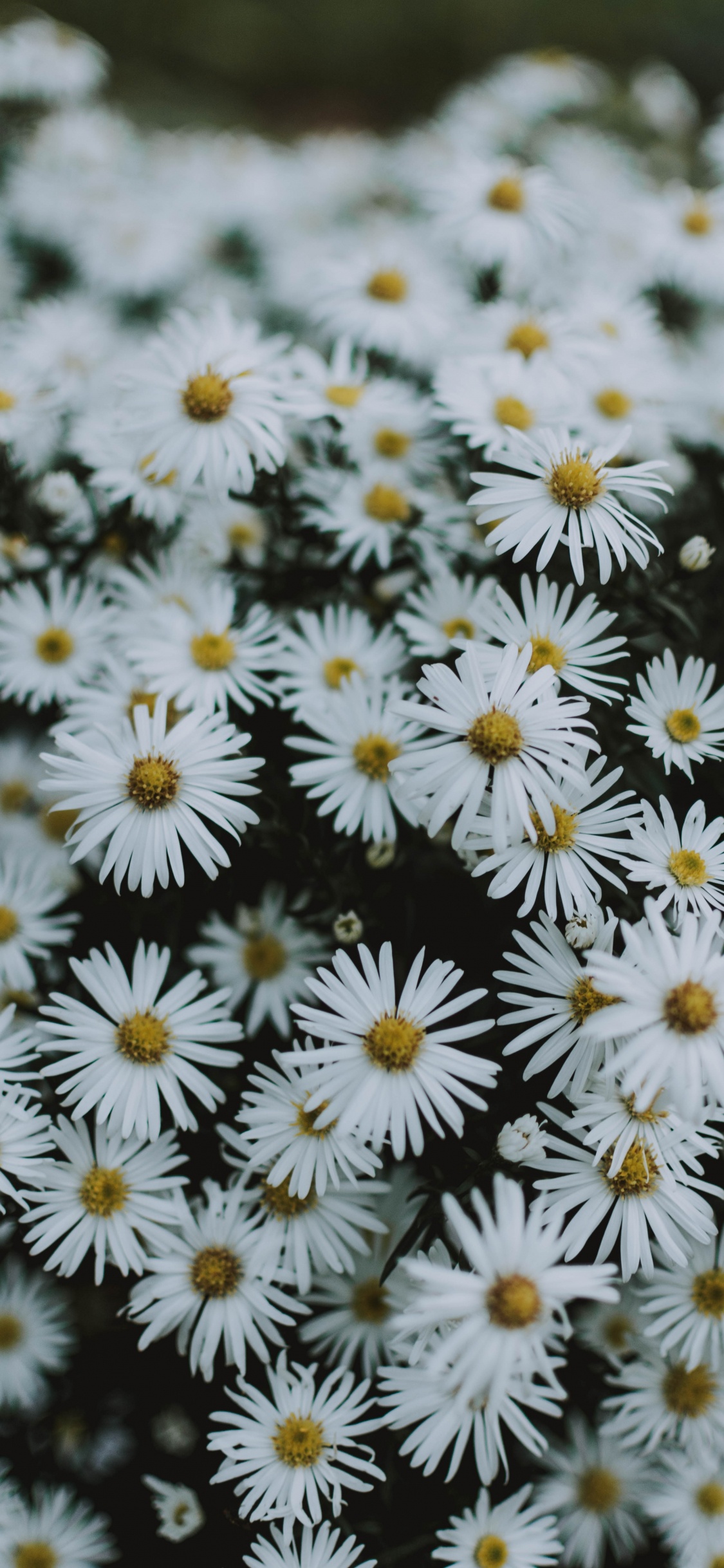 Обои Нью-Йорк Астер, Астра, гладкая Астер, растение, маргаритная ромашка в разрешении 1125x2436