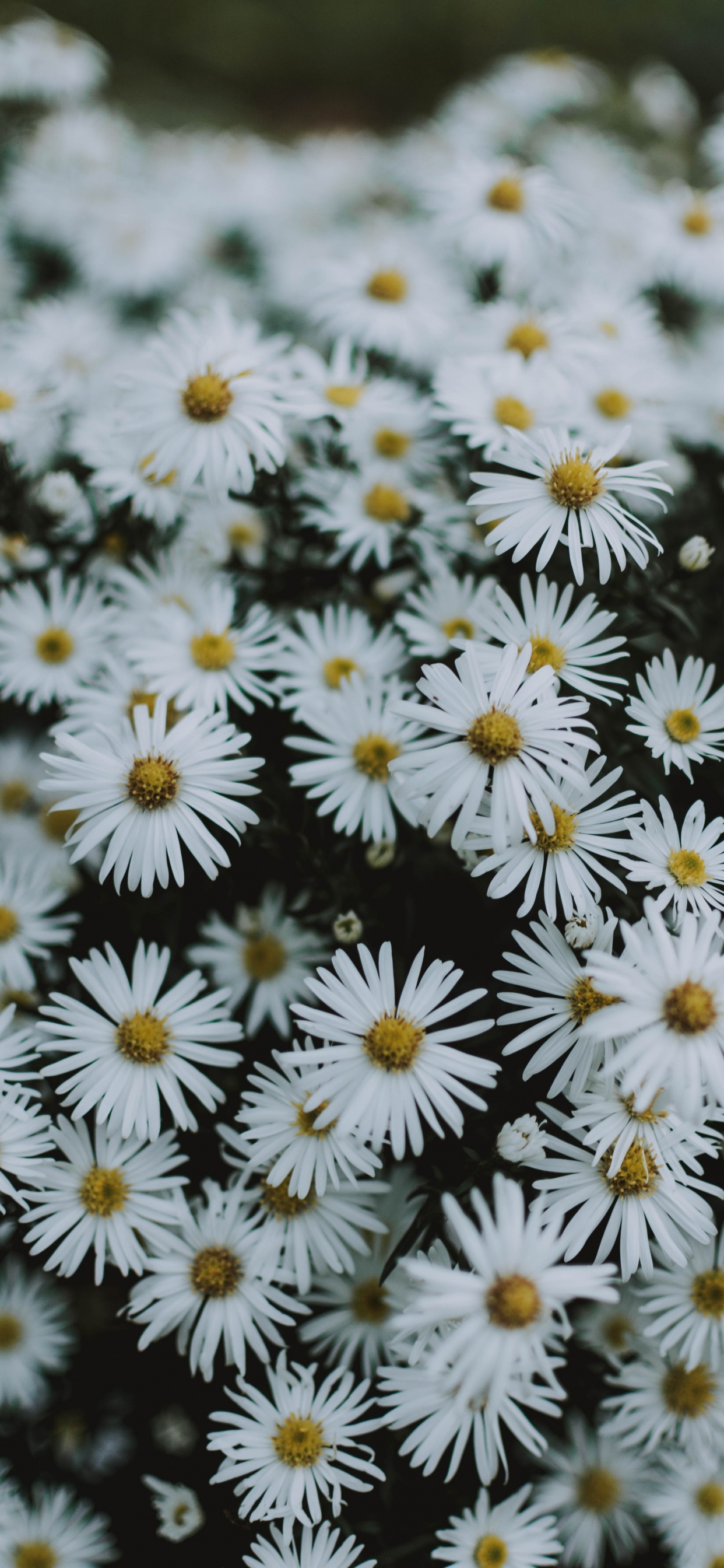 Обои Нью-Йорк Астер, Астра, гладкая Астер, растение, маргаритная ромашка в разрешении 1242x2688