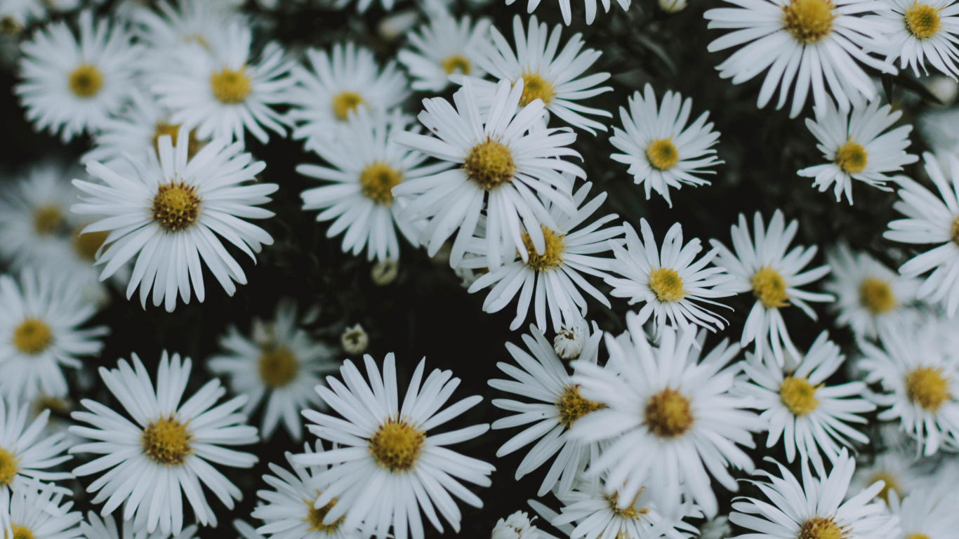 Обои Нью-Йорк Астер, Астра, гладкая Астер, растение, маргаритная ромашка в разрешении 1366x768