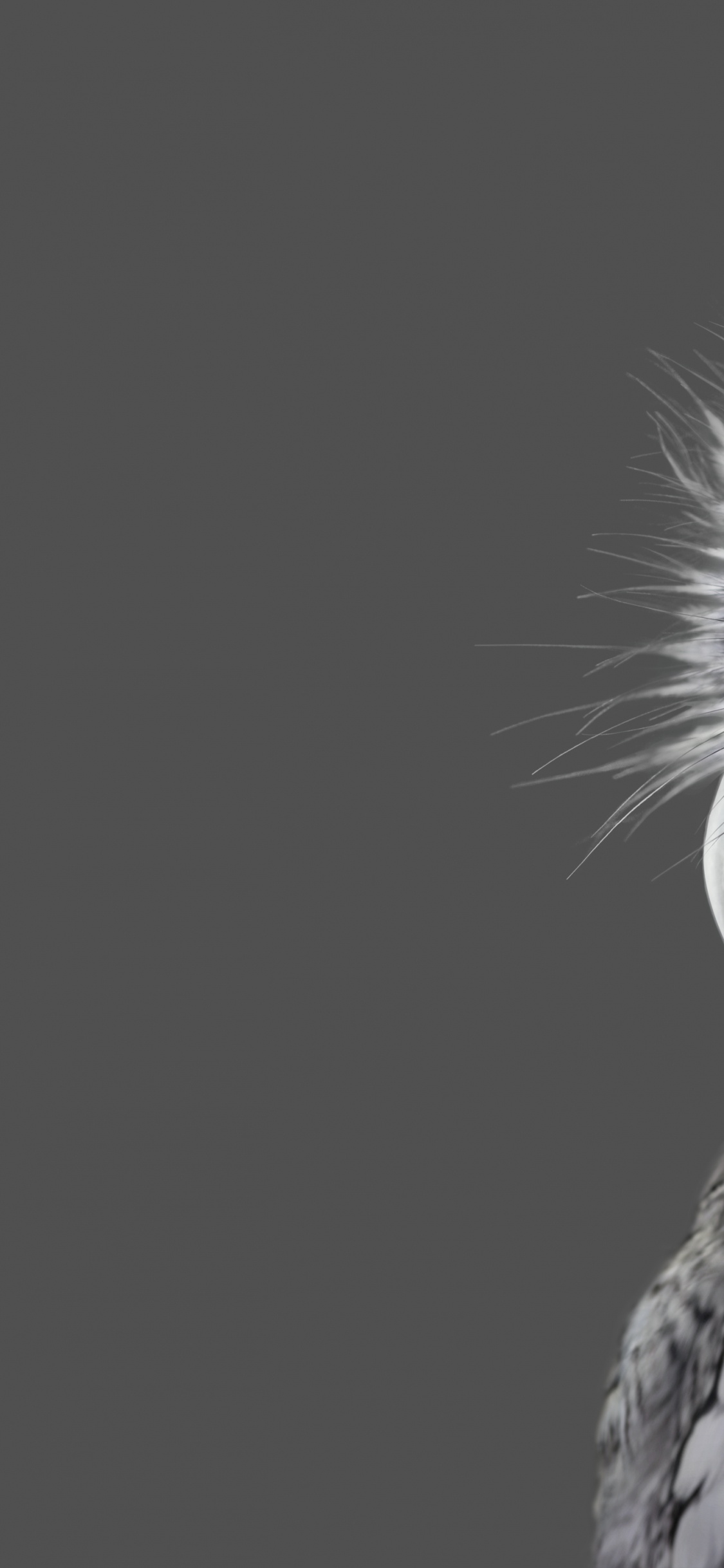 Обои Microsoft Surface, Microsoft Surface Studio, Поверхность Студию, Microsoft Surface Studio 2, Майкрософт в разрешении 1125x2436