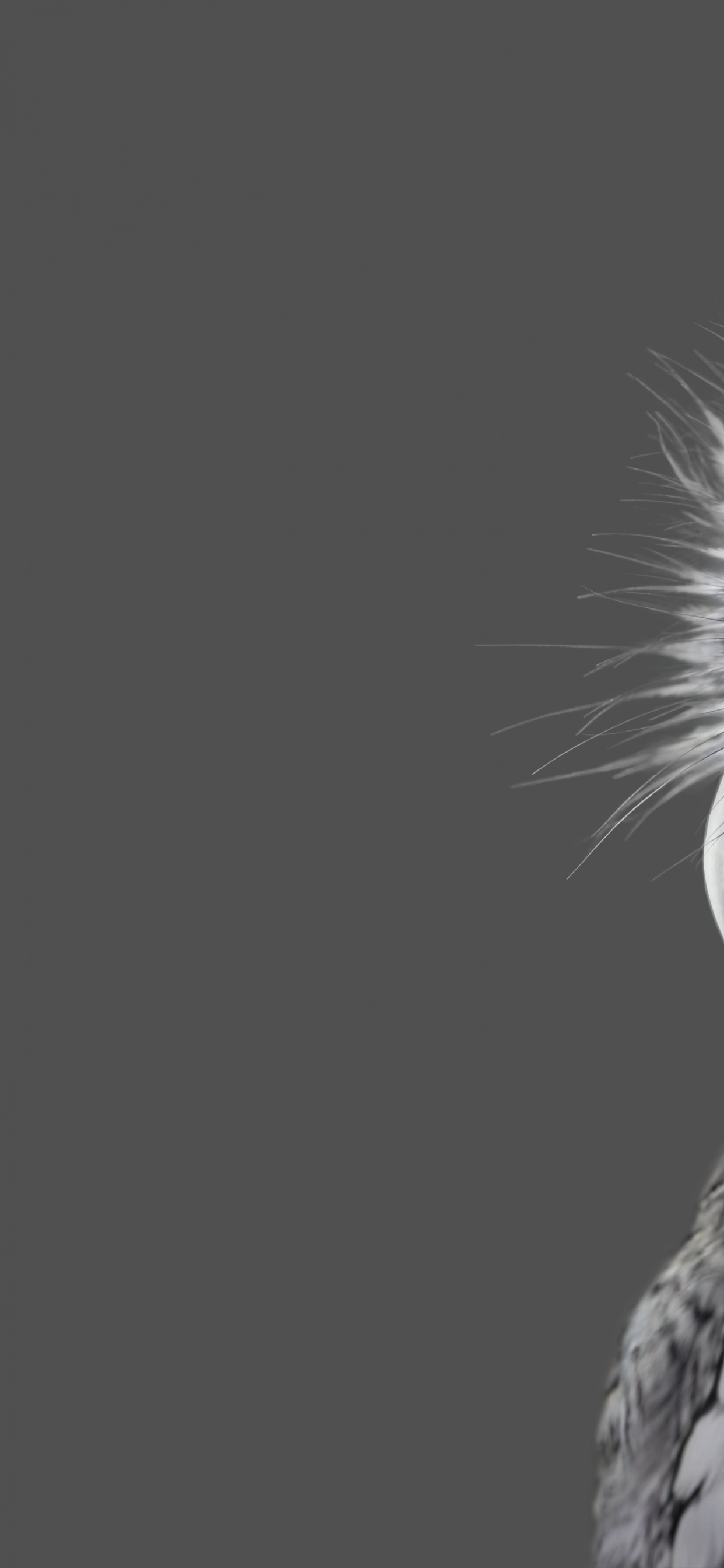 Обои Microsoft Surface, Microsoft Surface Studio, Поверхность Студию, Microsoft Surface Studio 2, Майкрософт в разрешении 1242x2688