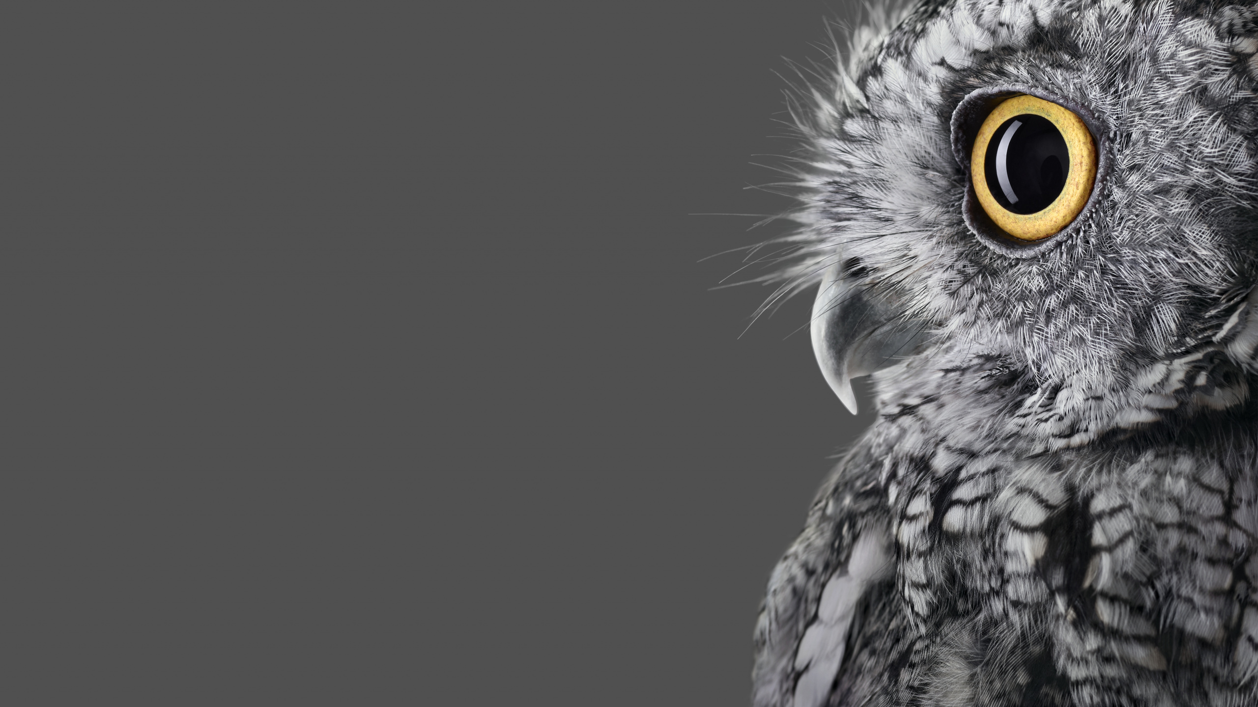 Обои Microsoft Surface, Microsoft Surface Studio, Поверхность Студию, Microsoft Surface Studio 2, Майкрософт в разрешении 2560x1440