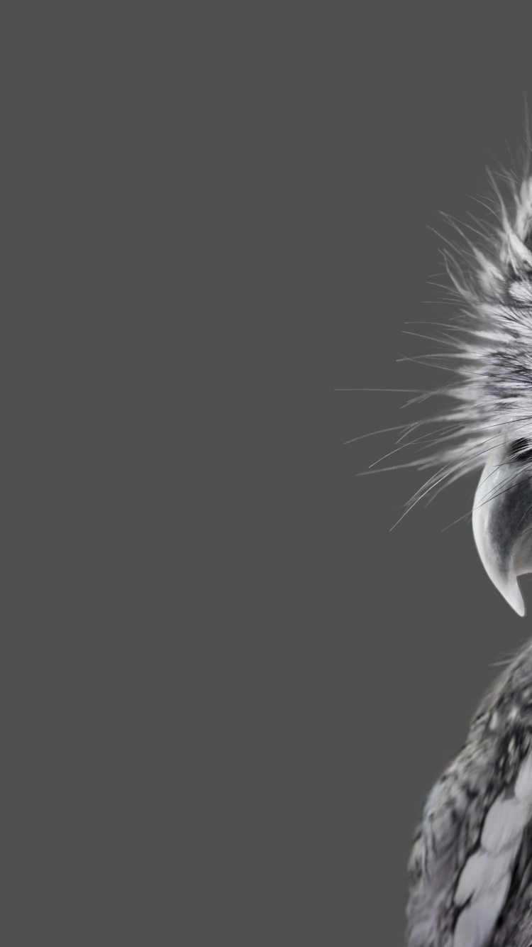 Обои Microsoft Surface, Microsoft Surface Studio, Поверхность Студию, Microsoft Surface Studio 2, Майкрософт в разрешении 750x1334