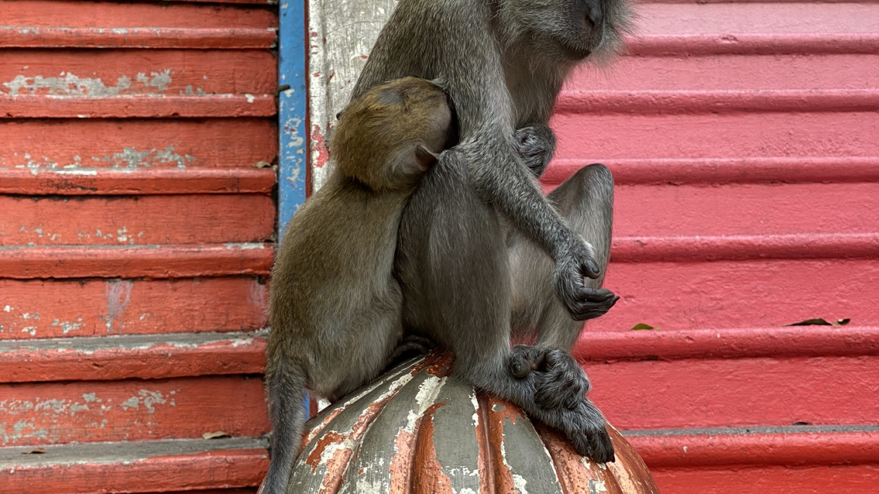 Обои примас, Старый мир обезьян, морда, наземные животные, грызун в разрешении 1280x720