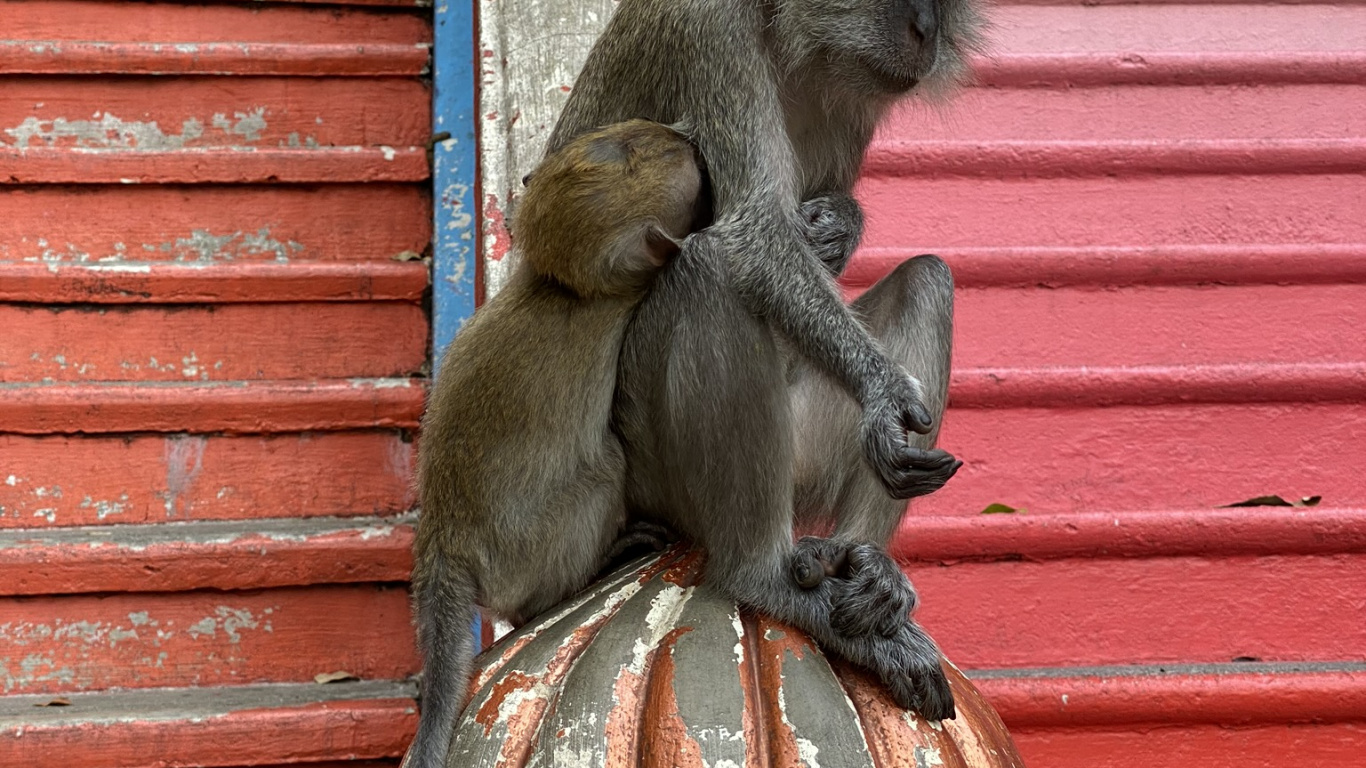 Обои примас, Старый мир обезьян, морда, наземные животные, грызун в разрешении 1366x768