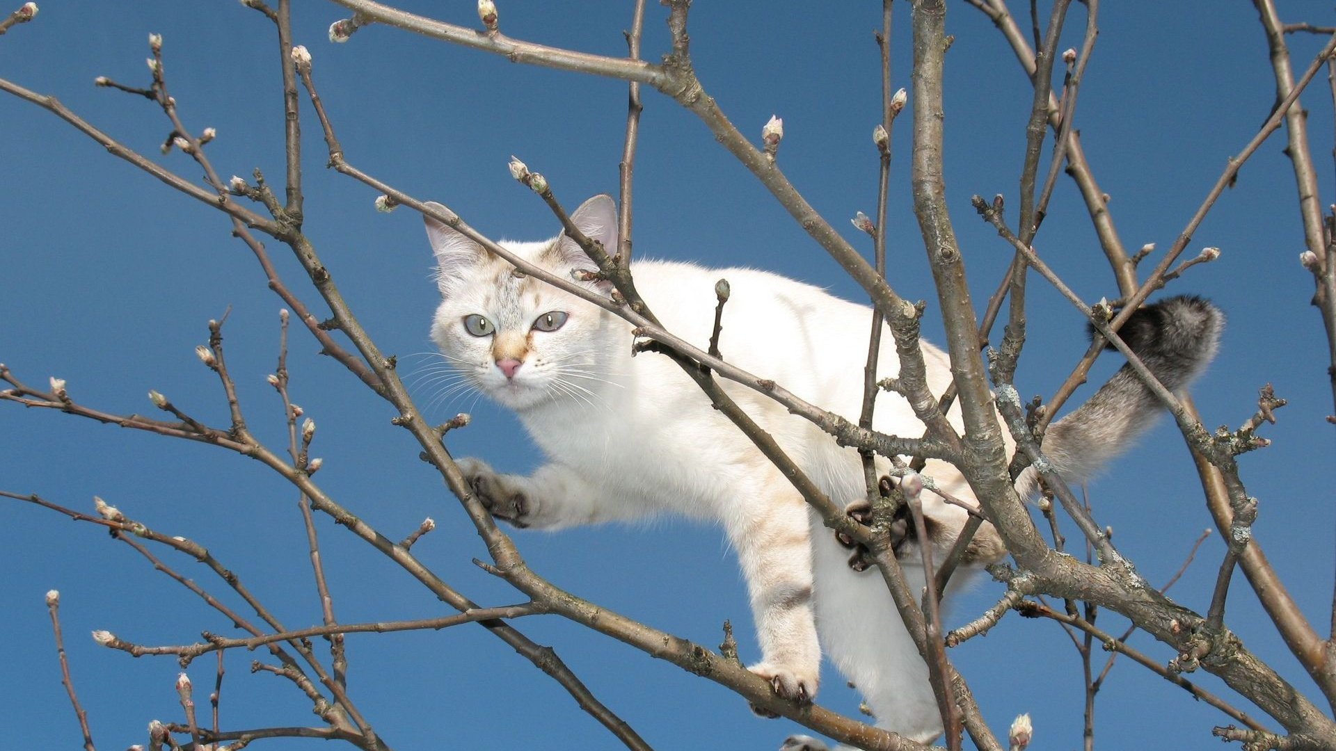Обои котенок, ветвь, дерево, прут, растение в разрешении 1920x1080